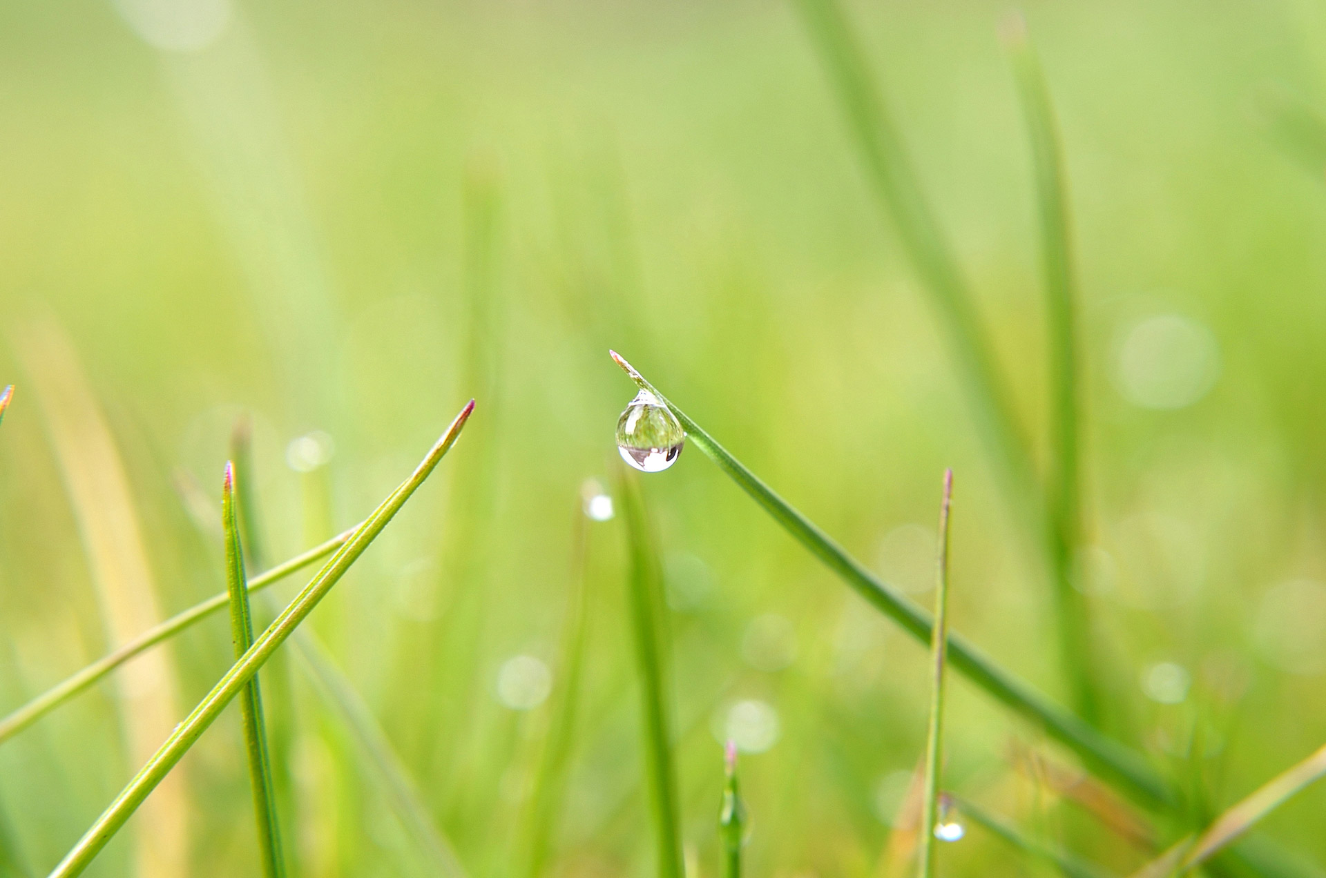 Water Drop On Grass Free Stock Photo - Public Domain Pictures
