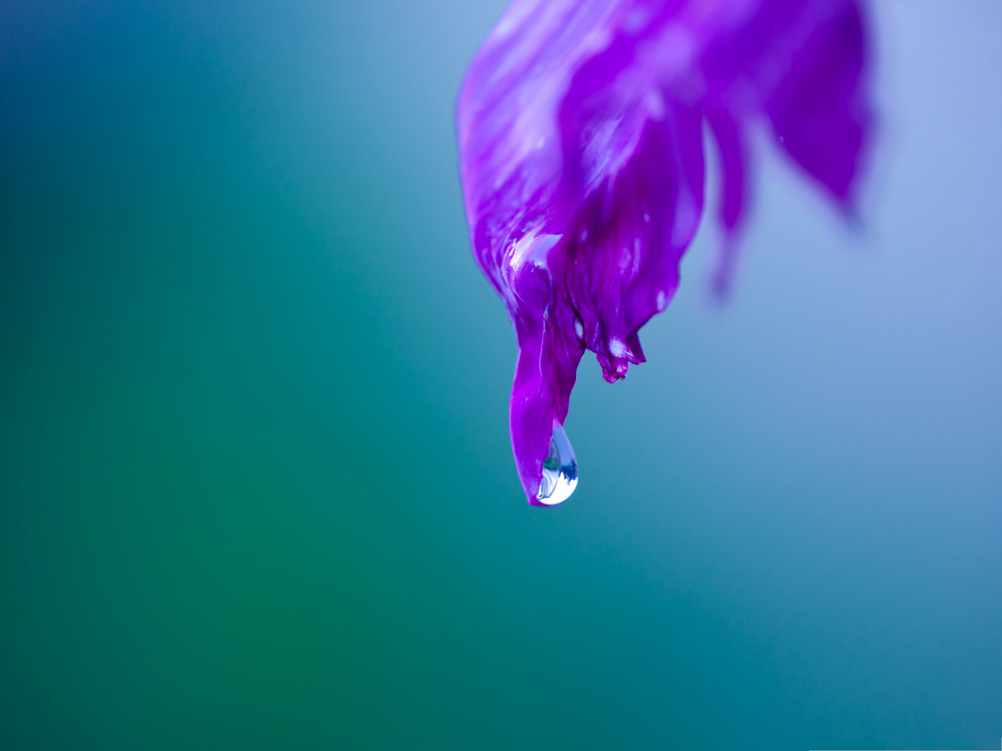 High Quality Wallpapers: Water Drop Focus Images For Desktop, Free ...