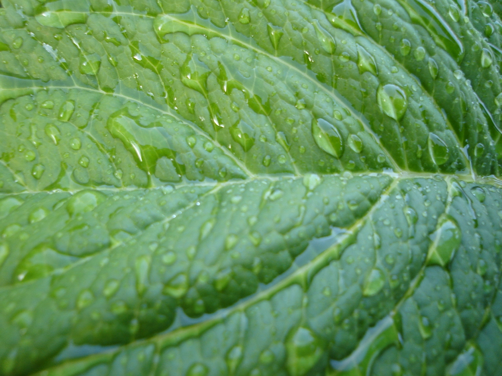 Water drop on leaf photo