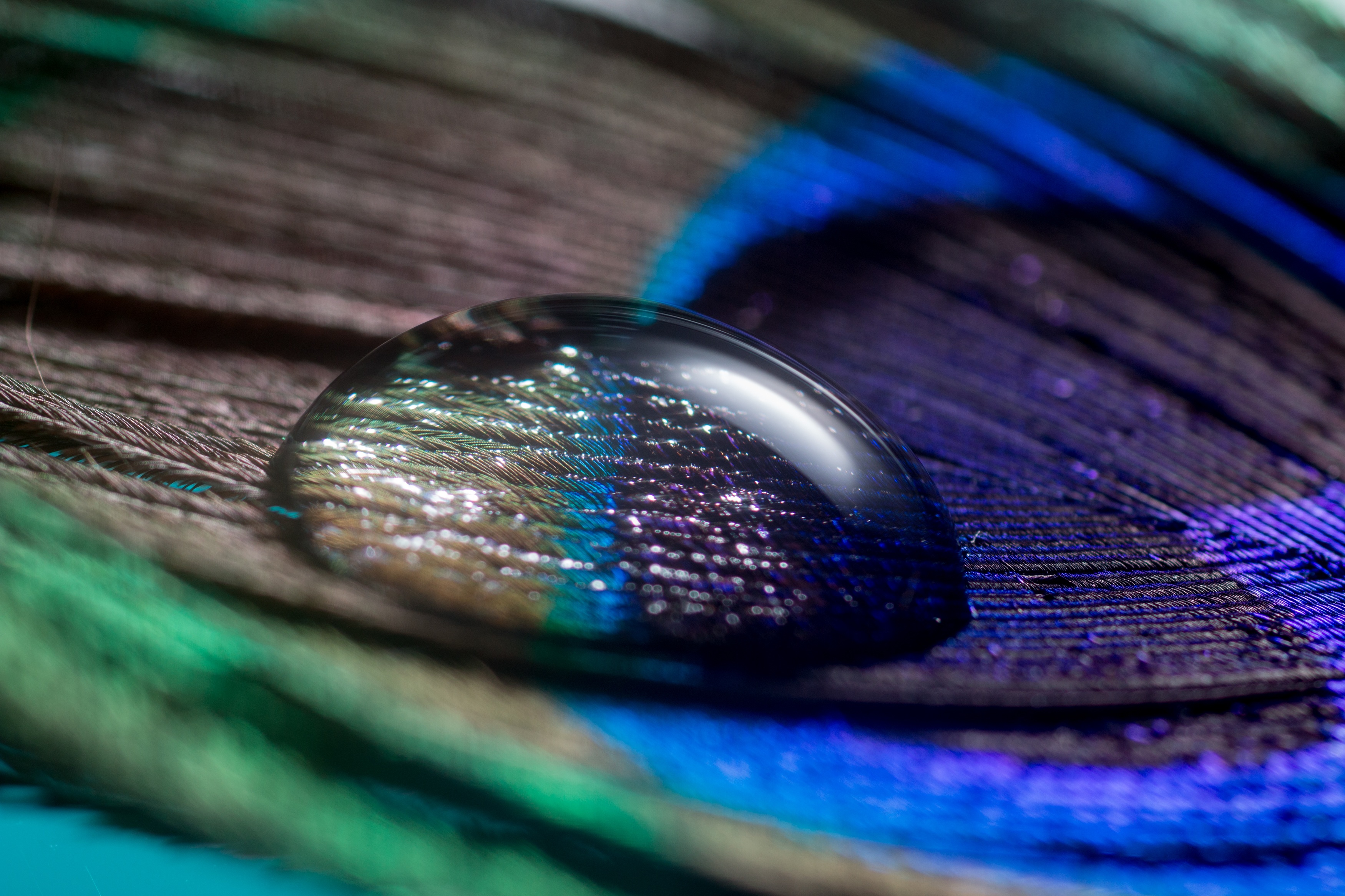 Water Drop on the Feather, Animal, Bird, Color, Colorful, HQ Photo