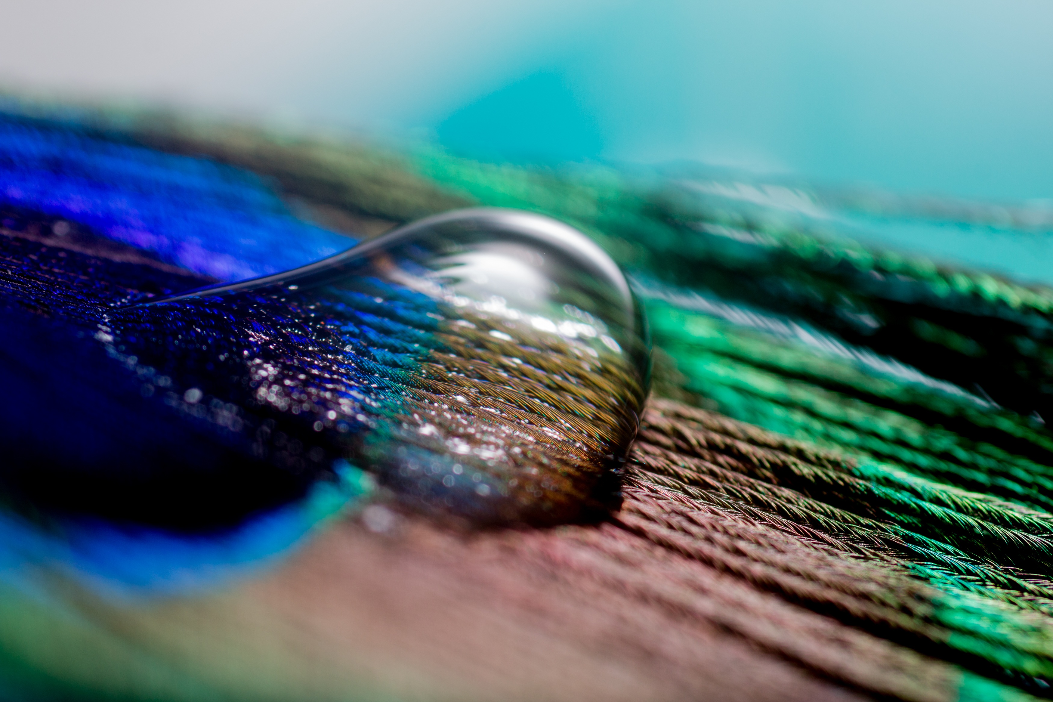 Water drop on the feather photo