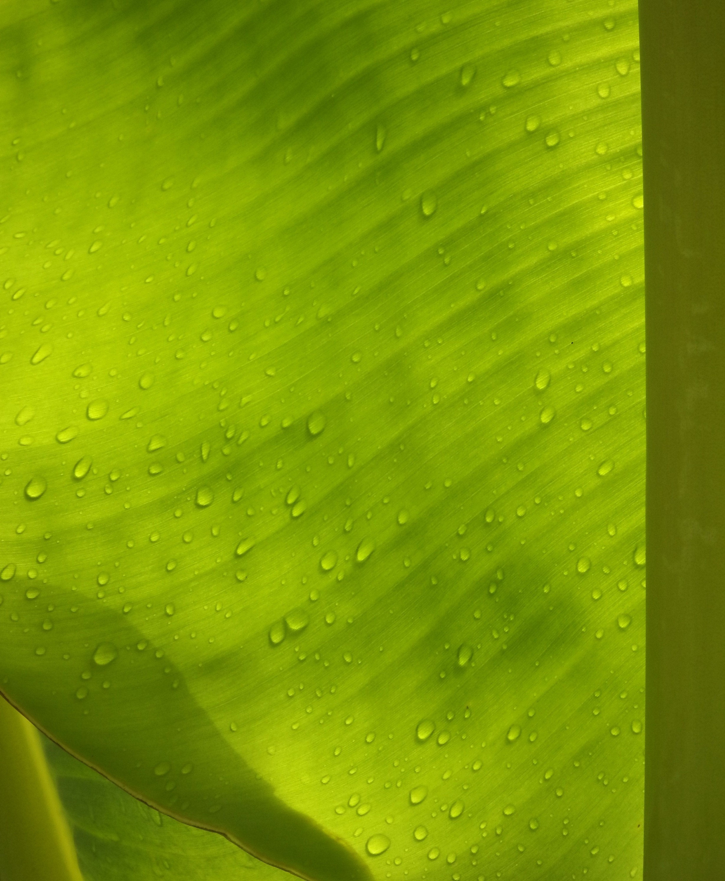 Water droplets on banana leaf photo