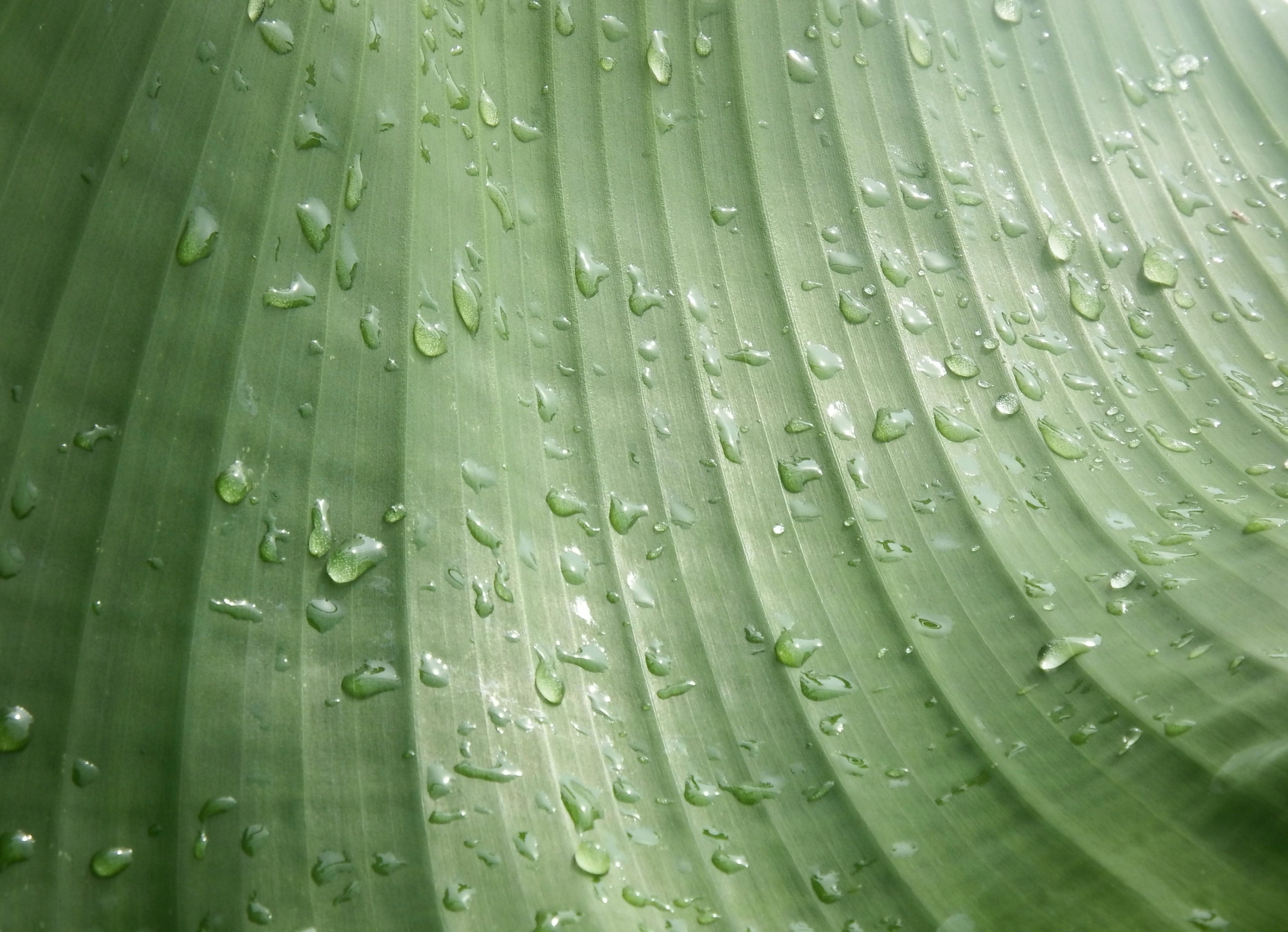 Water droplets on banana leaf photo