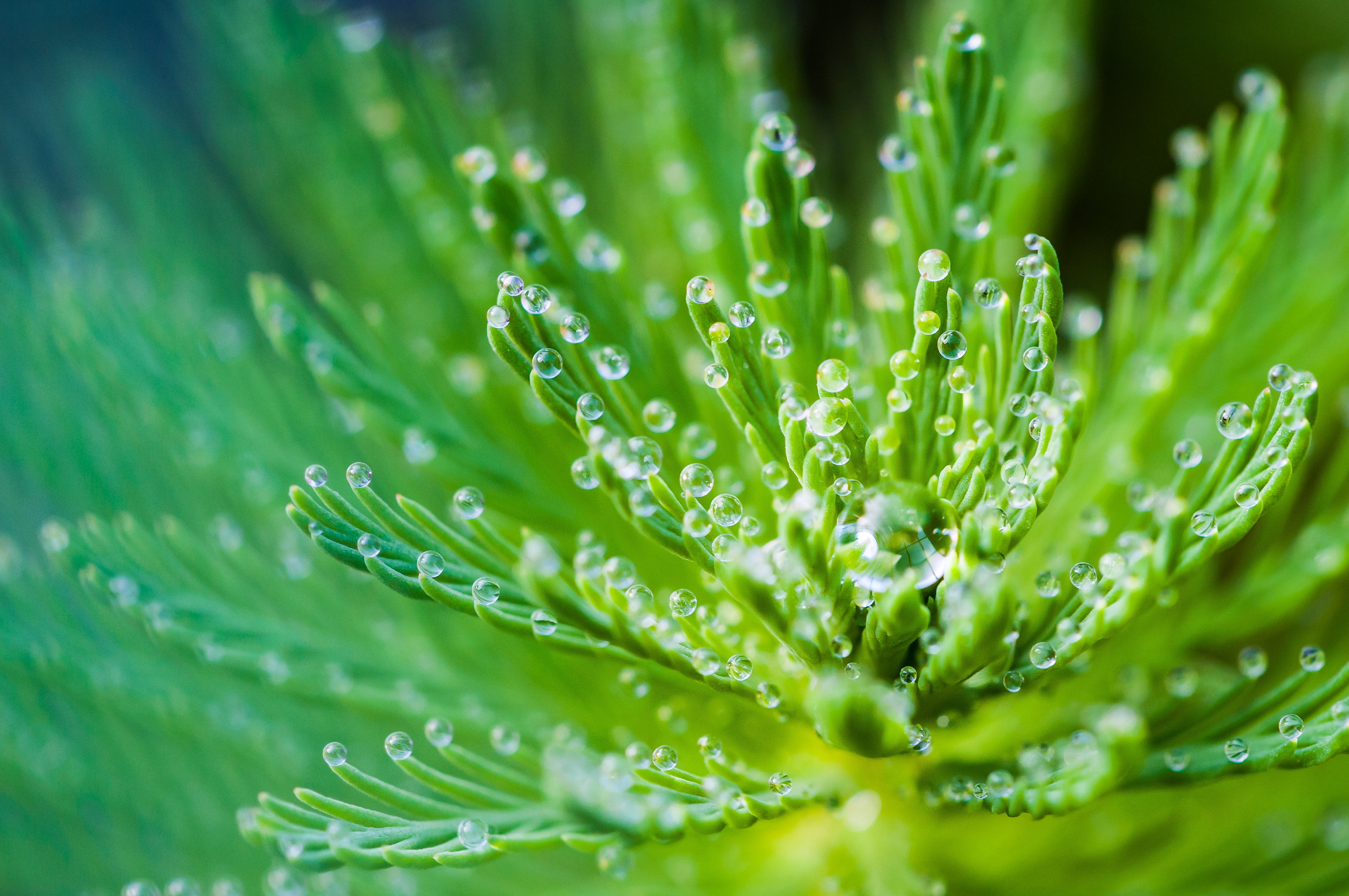 Water droplets on green leaf plant photo