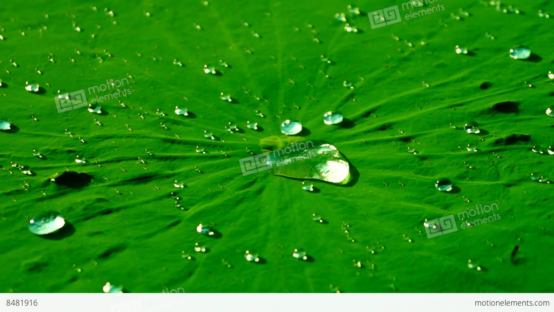 Glowing Water Drops On The Lotus Leaf (Nelumbo Nucifera). Lotus ...