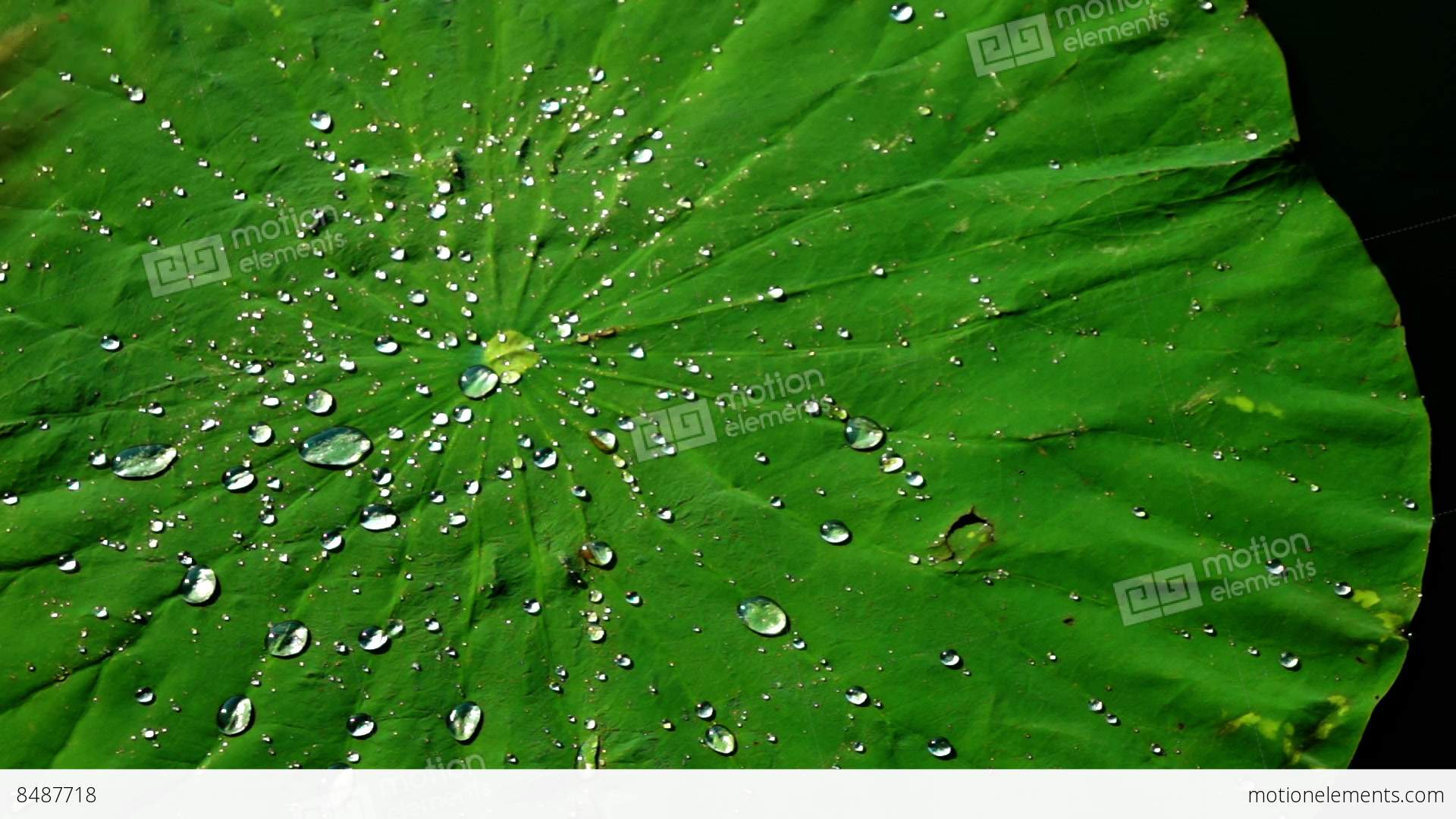 Water Drops On The Lotus Leaf (Nelumbo Nucifera). Lotus Effect Stock ...