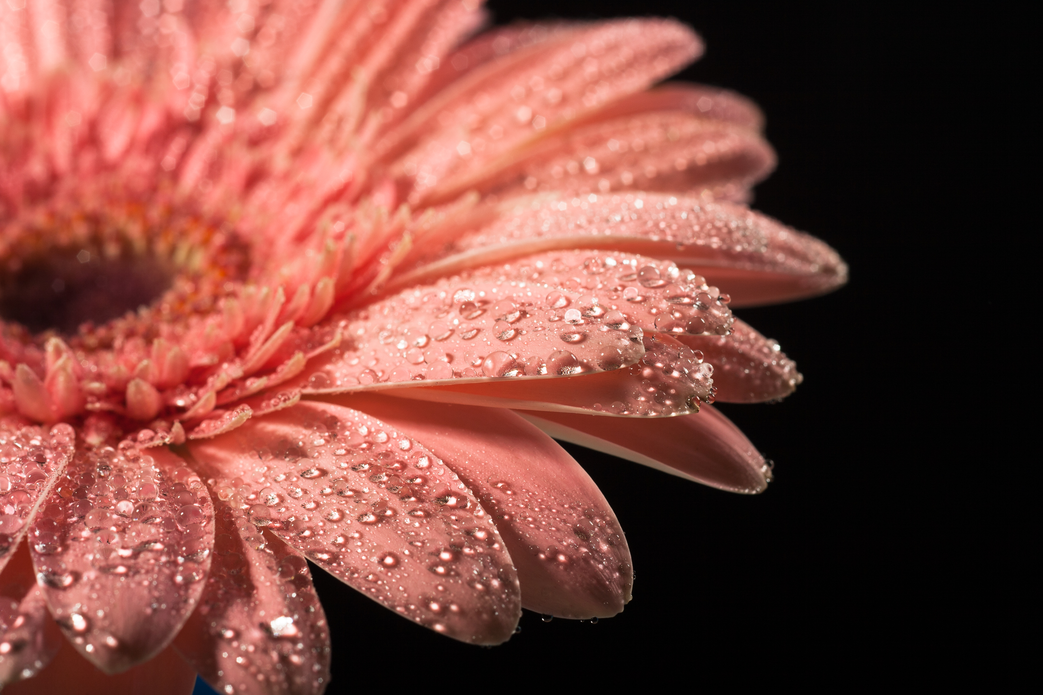 Water drops on flower petals photo