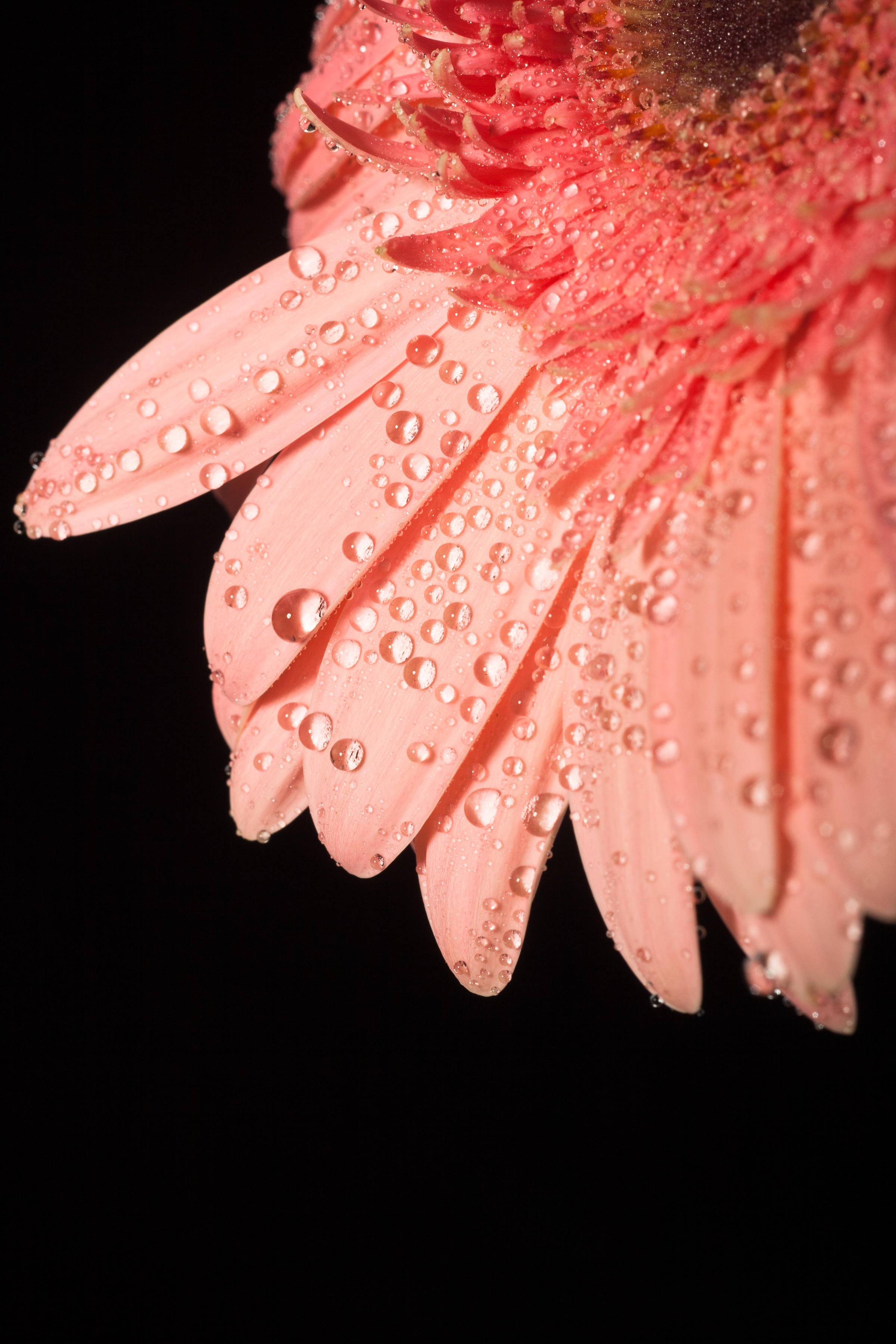 Water drops on flower petals photo