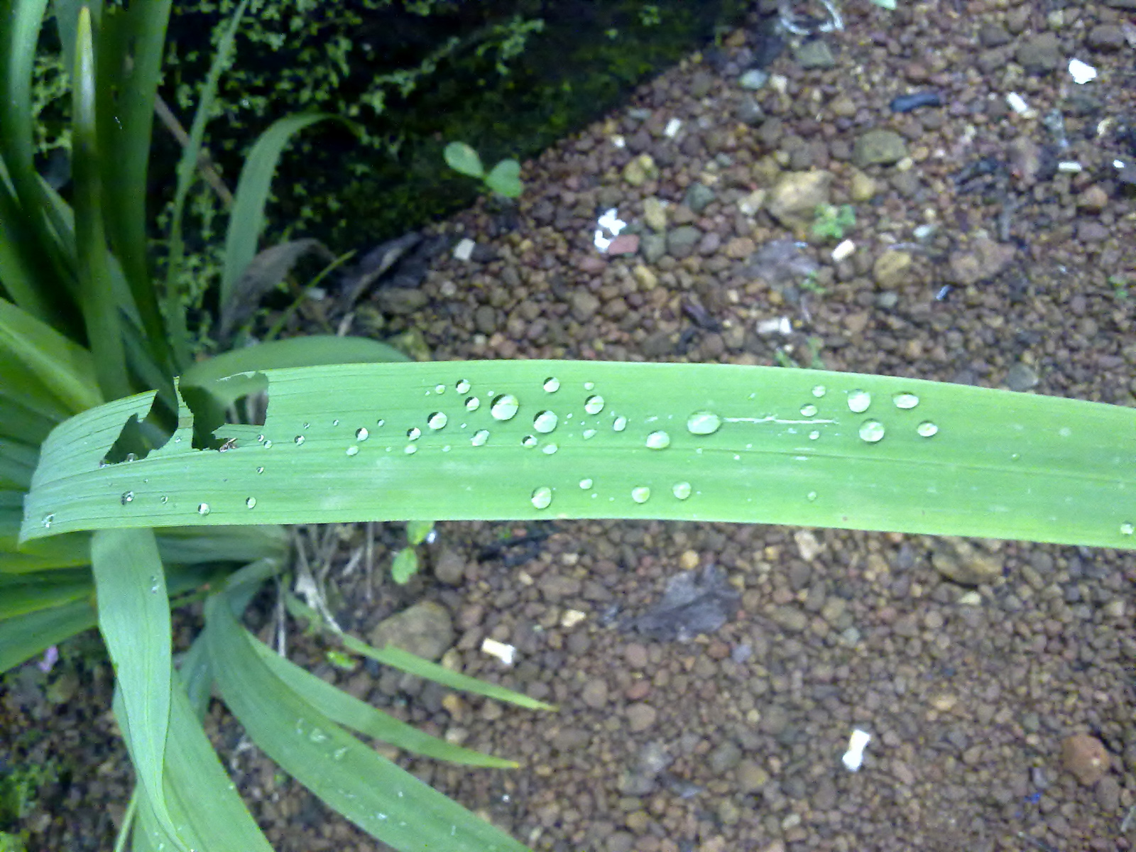 Water drops on green leaf photo