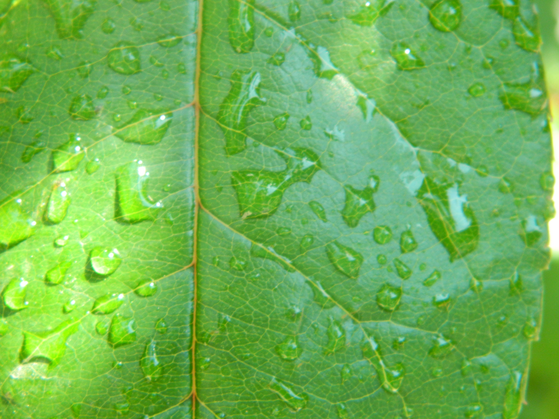 Water drops on leaf photo