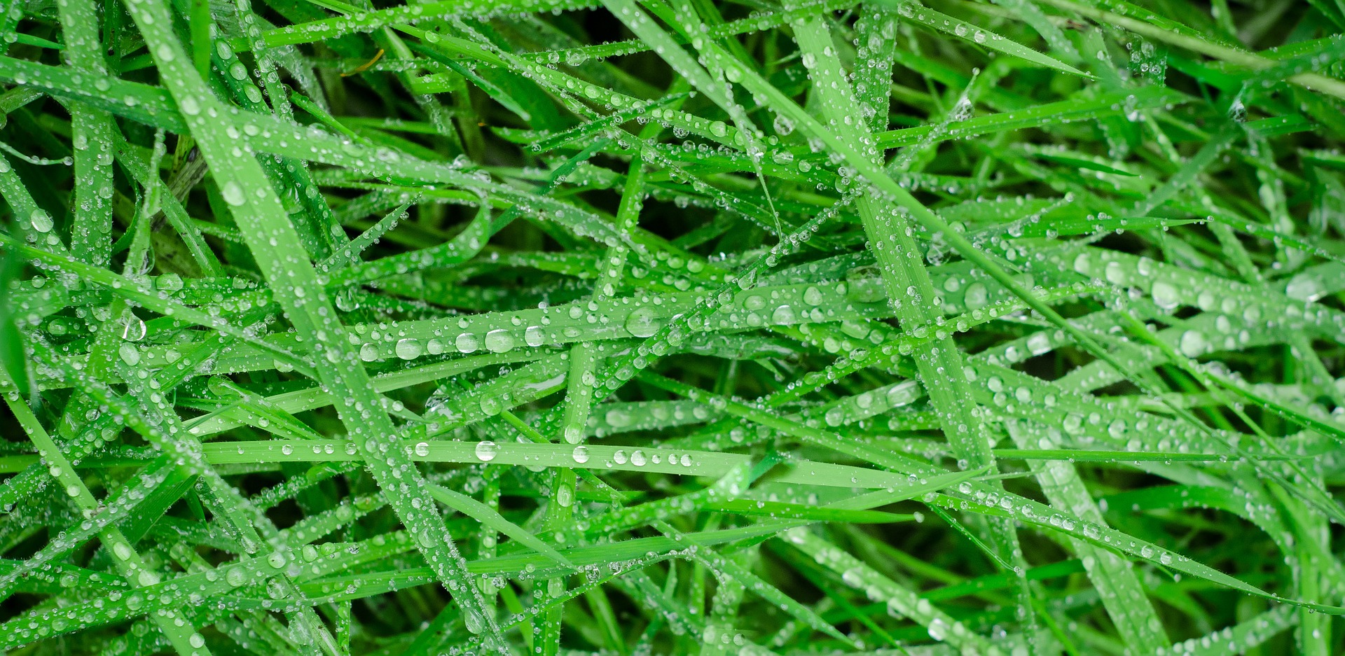 Water Drops on the Grass, Closeup, Drop, Droplet, Fresh, HQ Photo