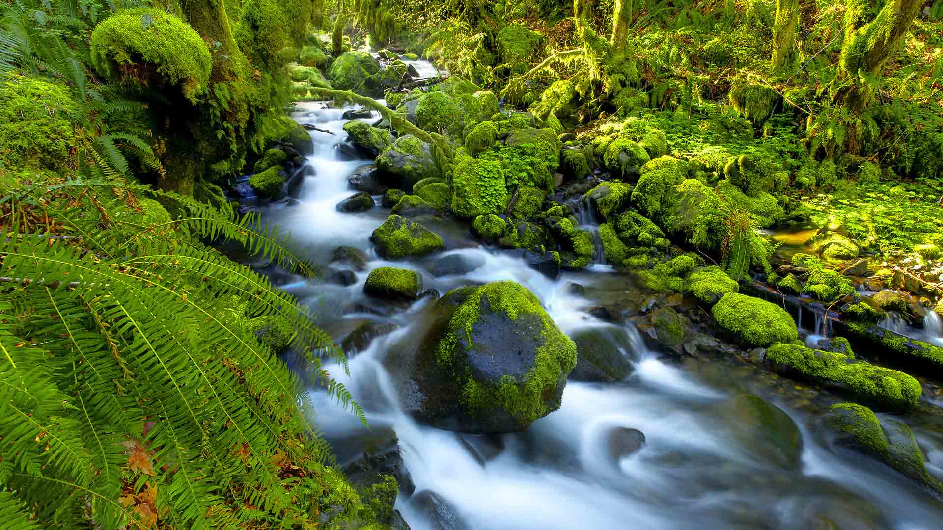 Water Flow View Forest Wallpaper - DreamLoveWallpapers