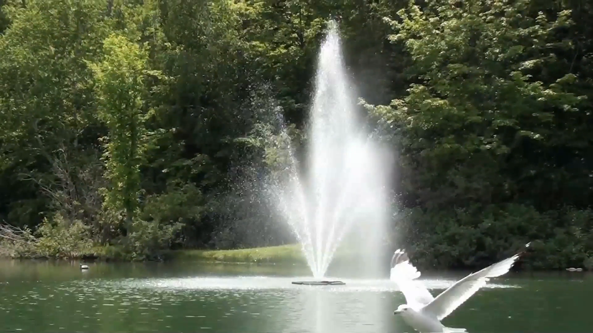 White Scenic Birds are flying in slow motion near a water fountain ...