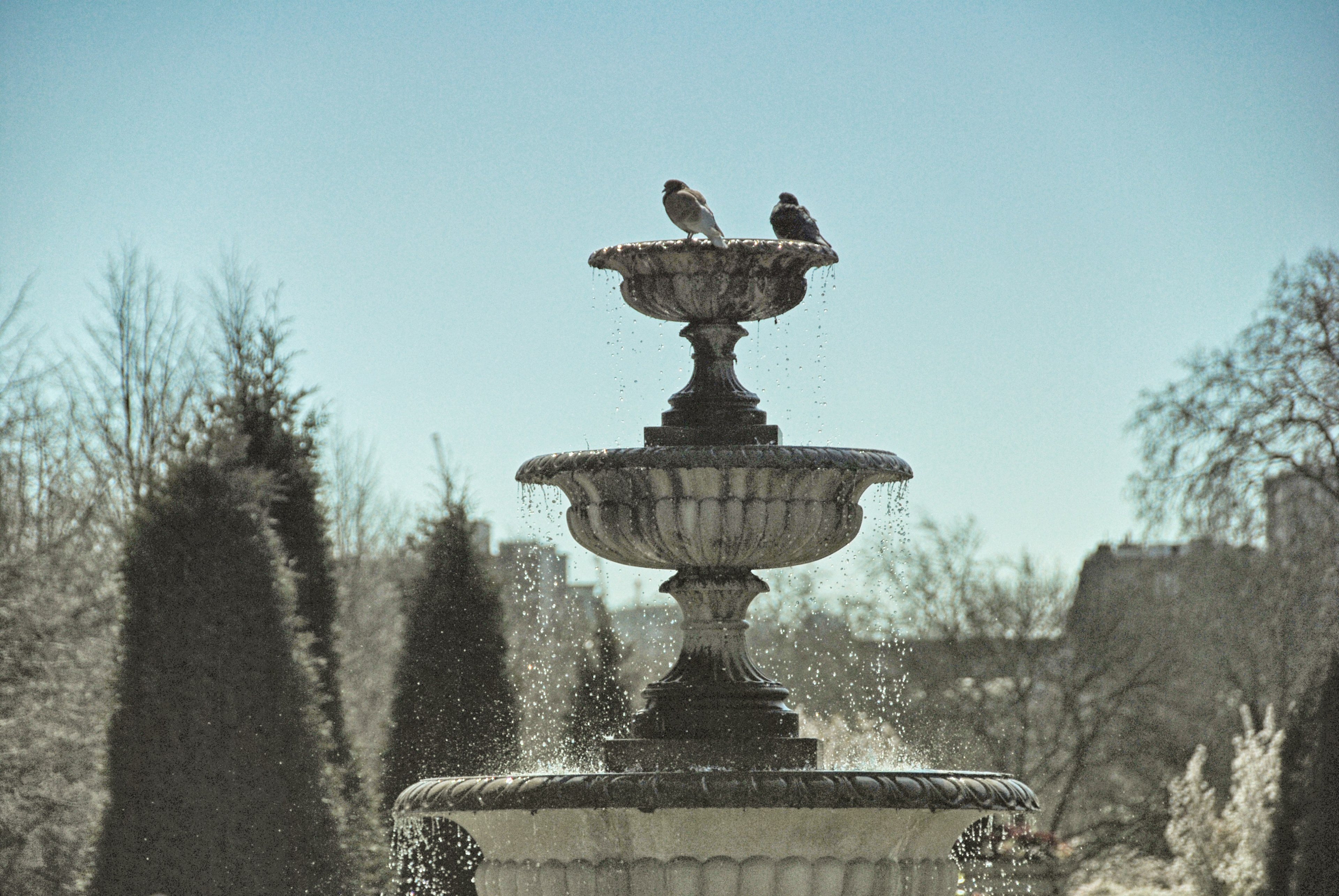 spring water fountain and pigeon hd 4k wallpaper and background
