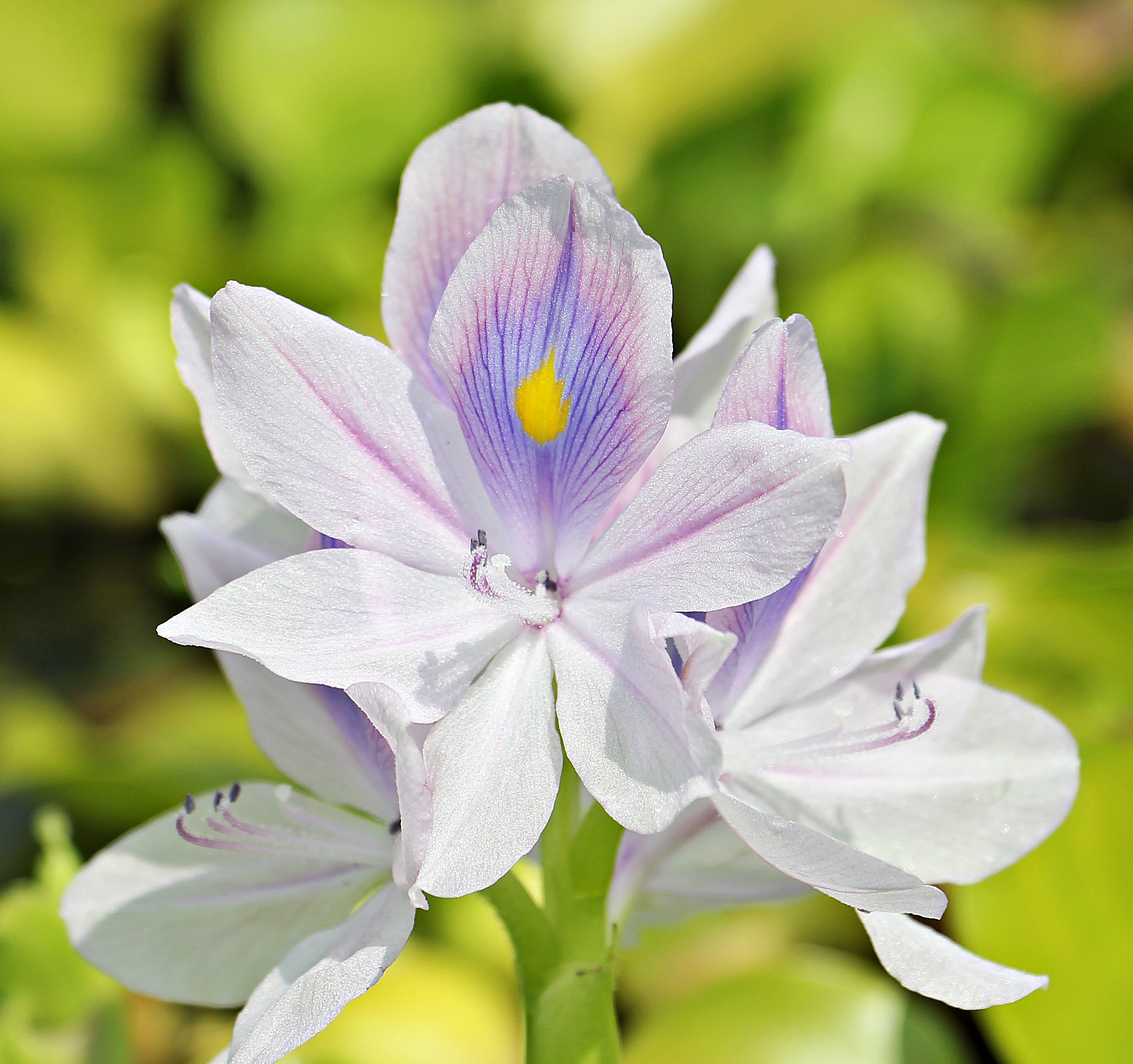 Water hyacinth photo