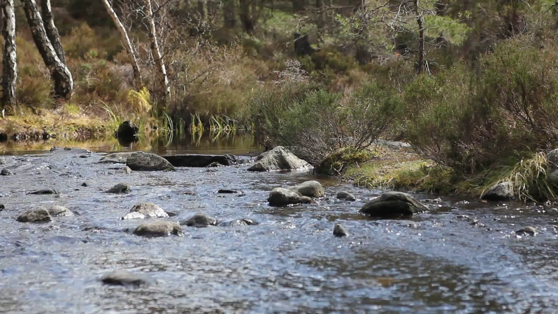 Stream of water in the woods Stock Video Footage - VideoBlocks