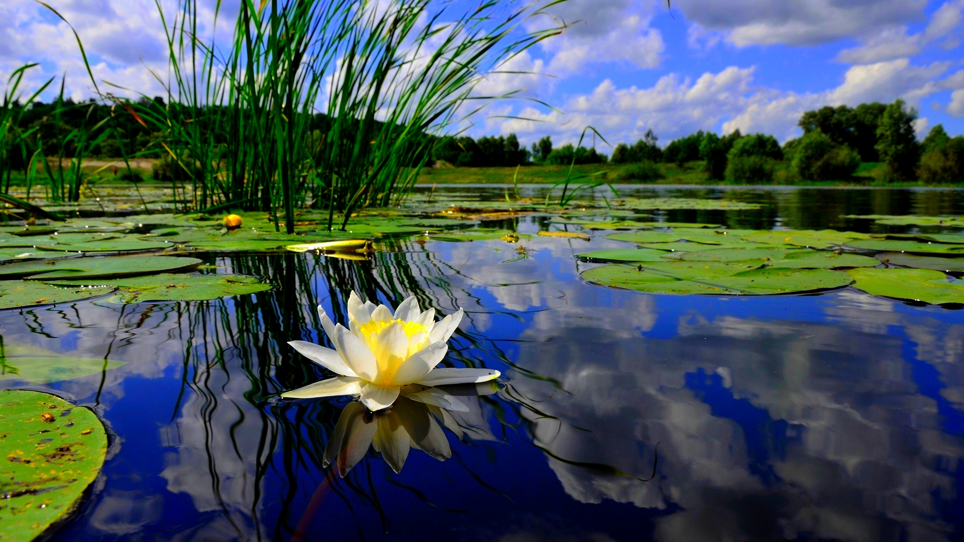 Water lilies photo