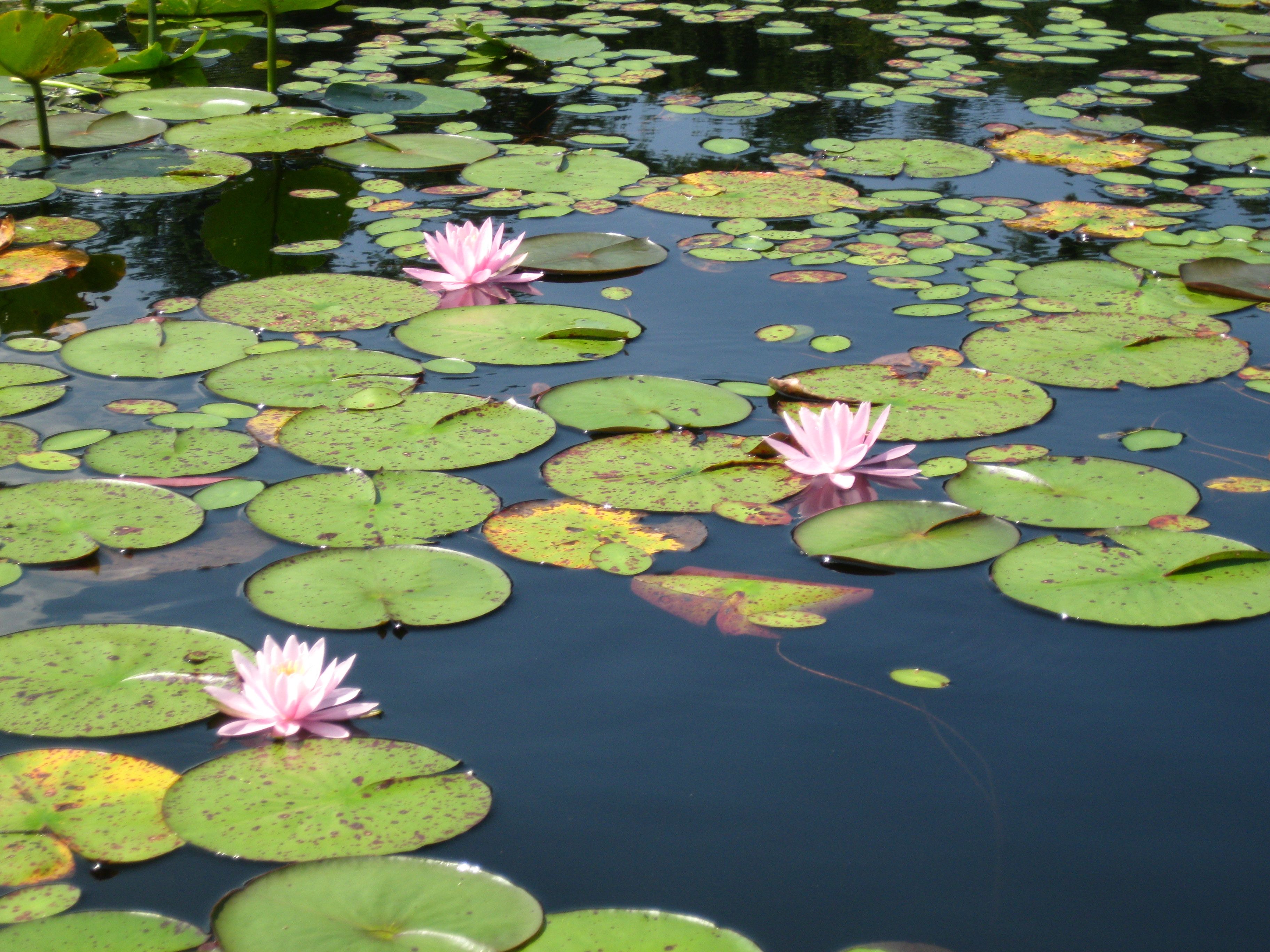 Waterlilies | Dok Hi Kim - Reflections | Pinterest