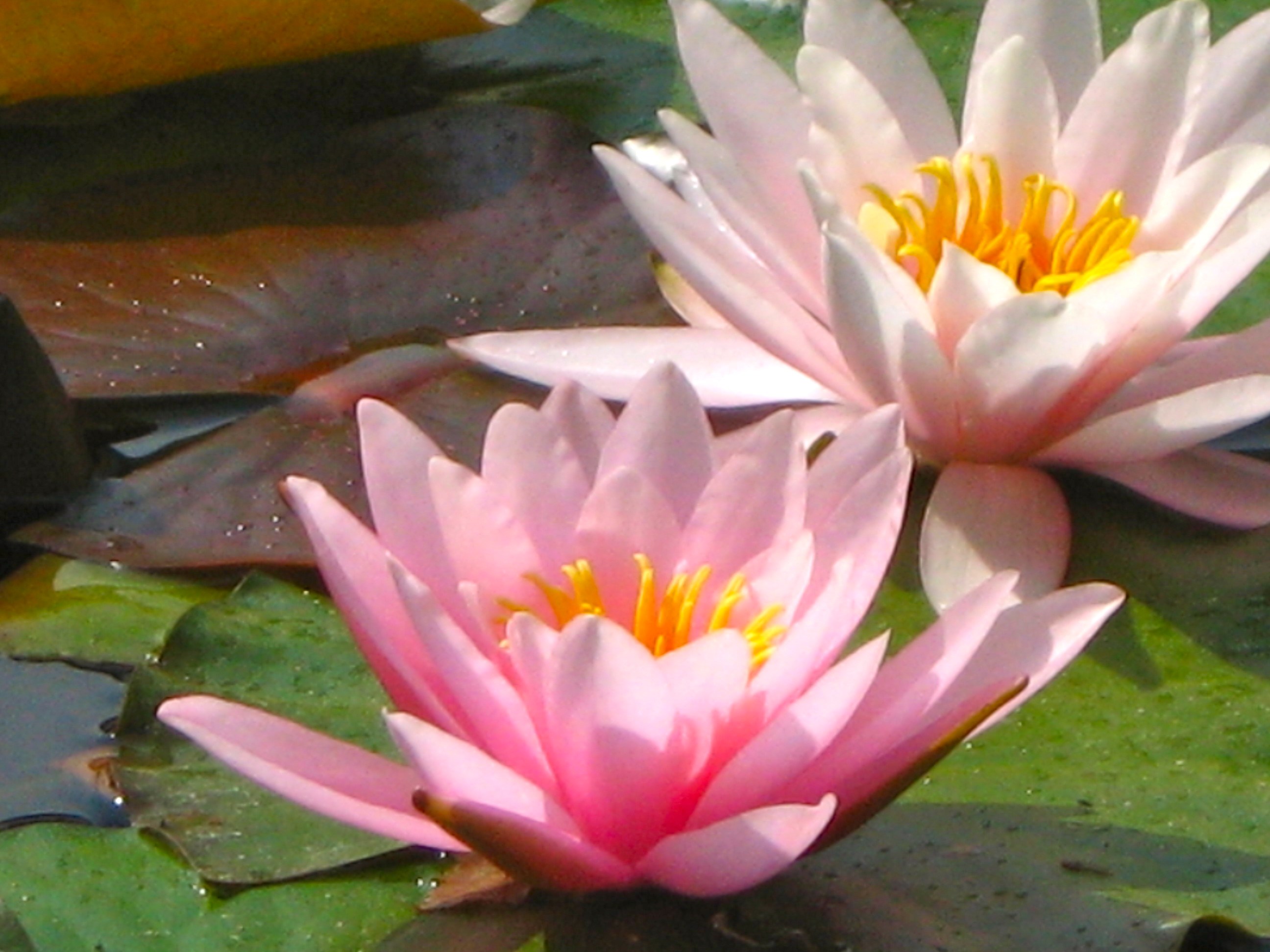 The Beauty of Water Lilies | Gardens Eye View