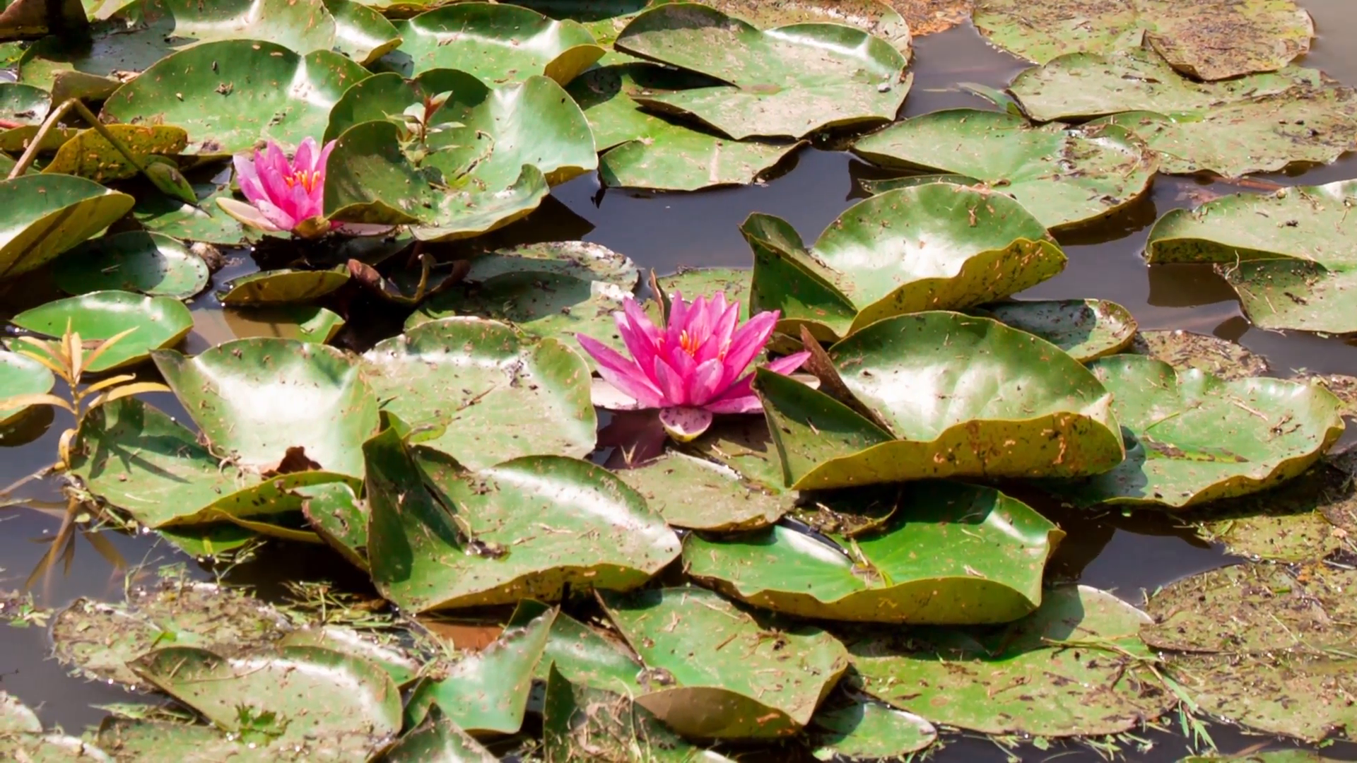 water lilies in pond Stock Video Footage - Videoblocks