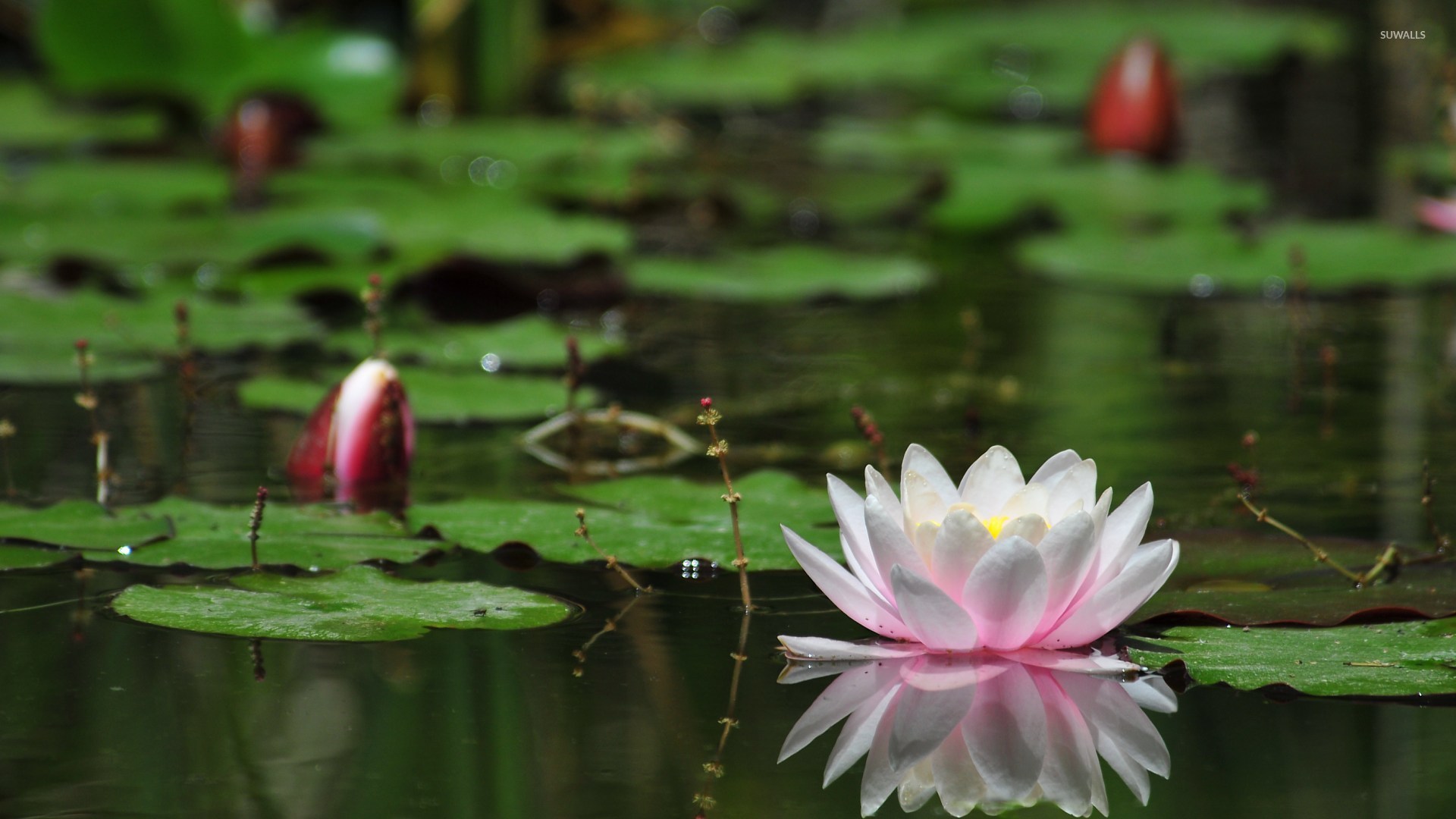 Water lilies photo