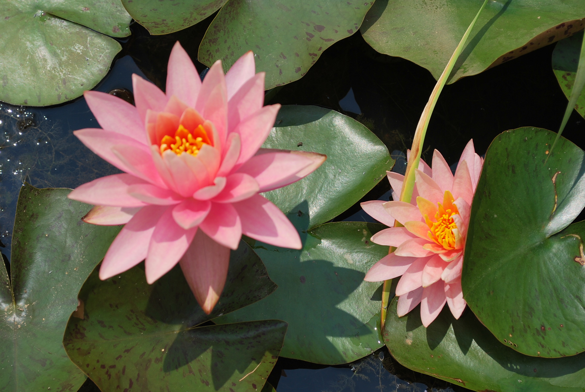 Fall & Winter Care of Hardy Water Lilies – Dragonfly Aquatics