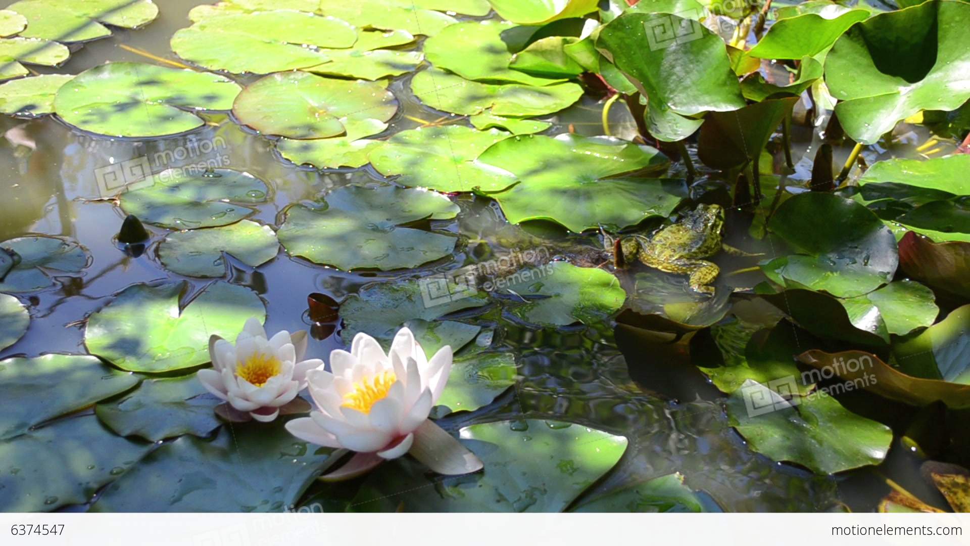 Two White Water Lilies And Big Frog Stock video footage | 6374547