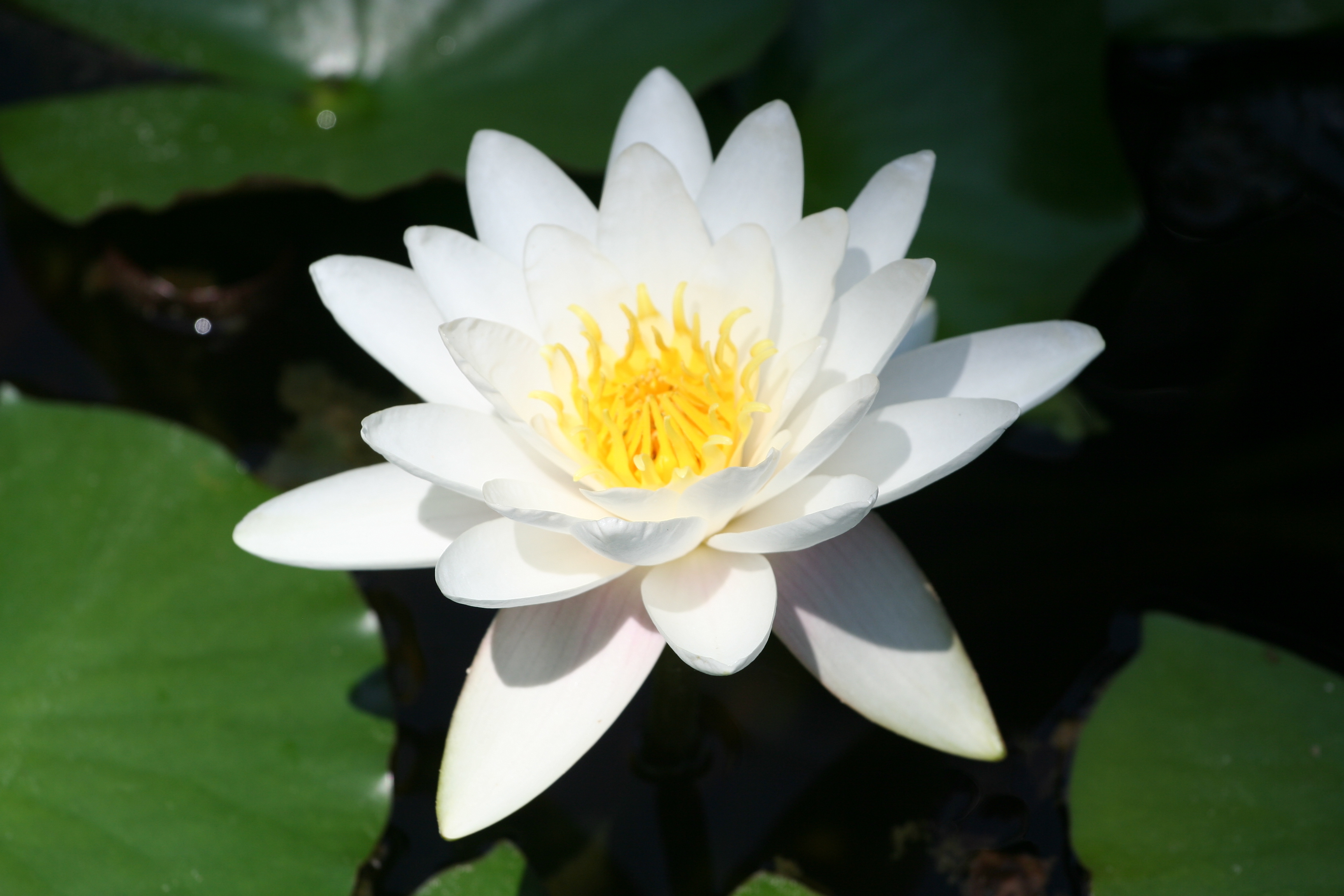 Water lilly photo