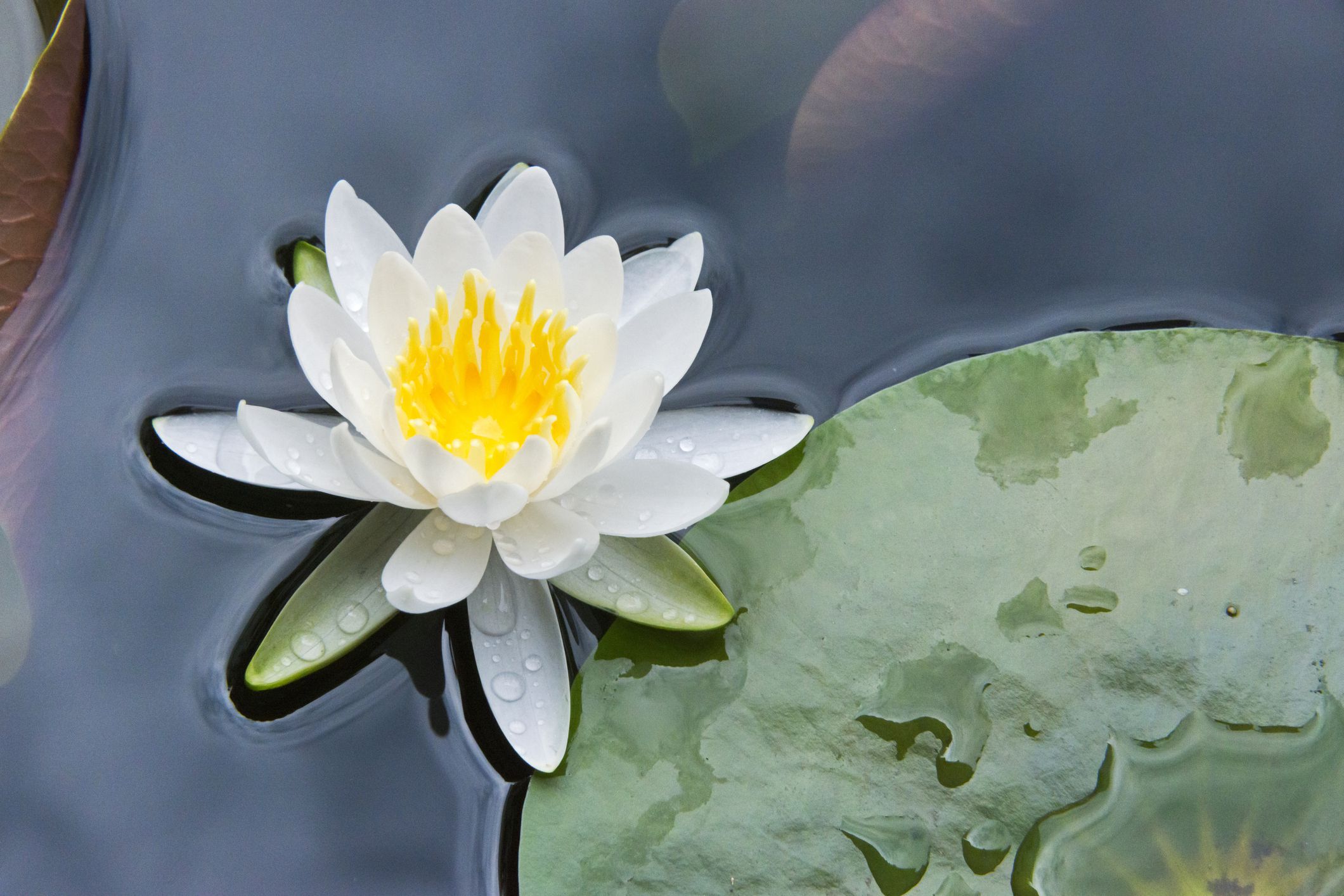 How to Grow and Care for Water Lilies and Lotus
