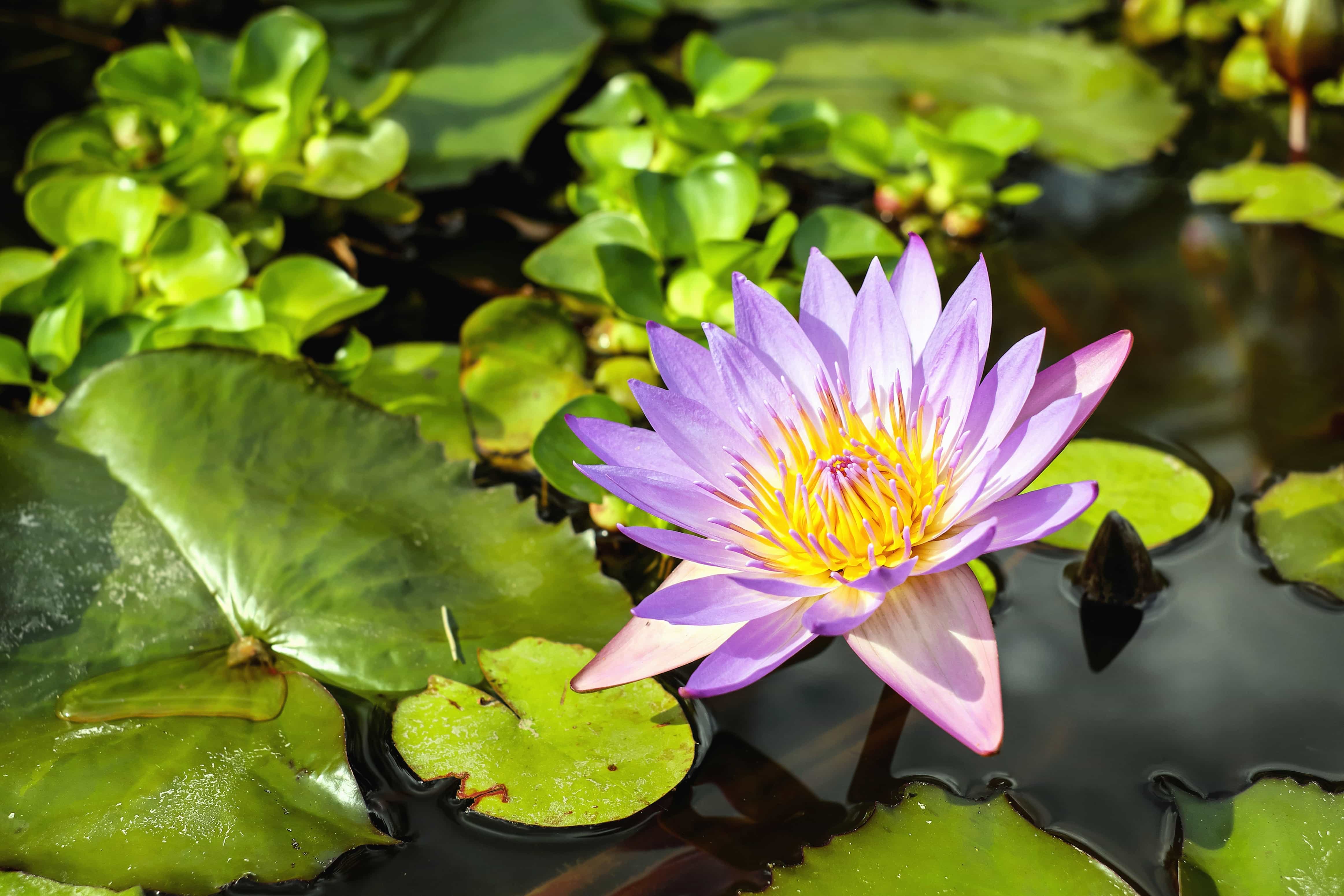 Free picture: waterlily, leaf, nature, flora, lotus, aquatic, flower ...