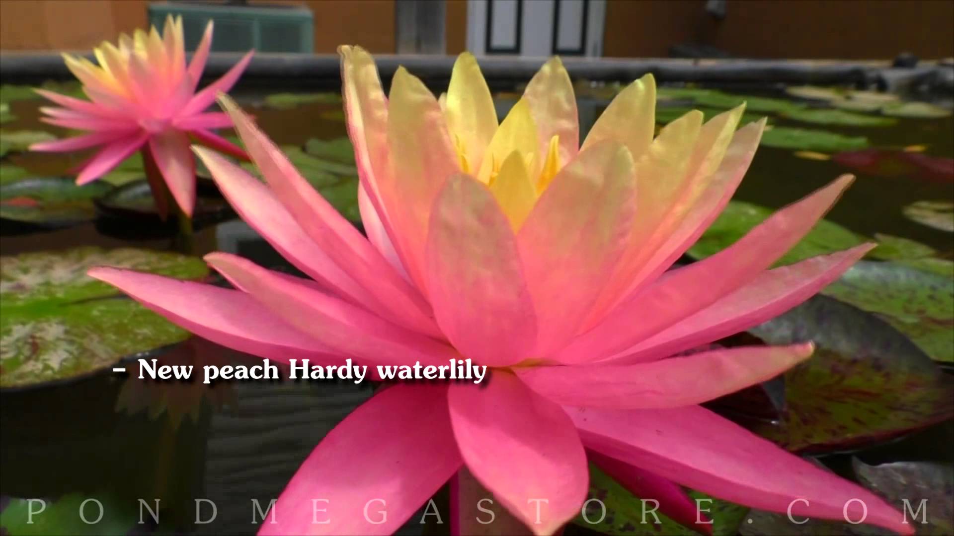 Sunfire Water Lily - YouTube