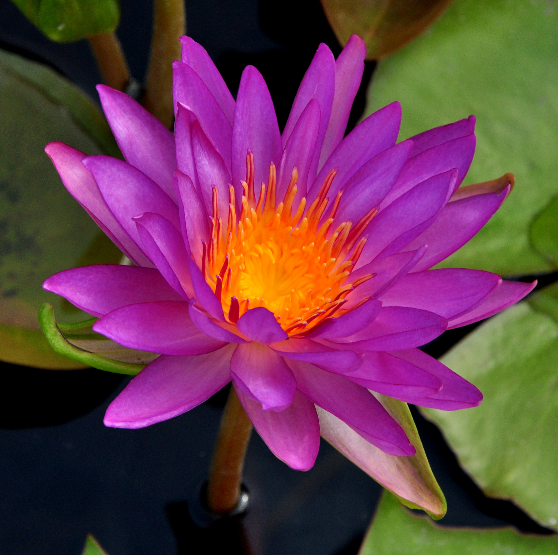 2016 New Waterlily Competition - International Waterlily & Water ...
