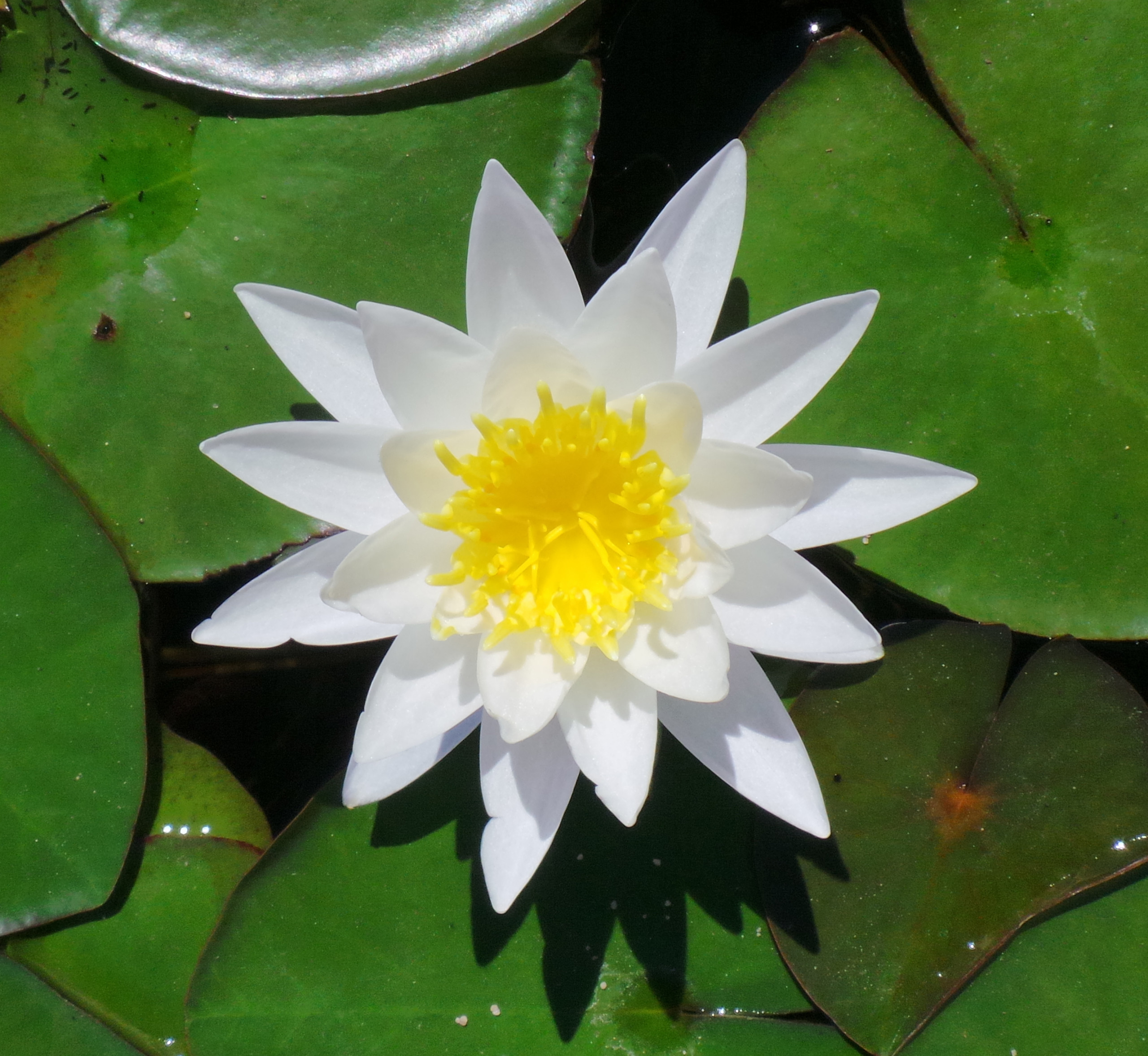 White Miniature Hardy Water Lily - Woodvale Fish & Lily Farm Perth
