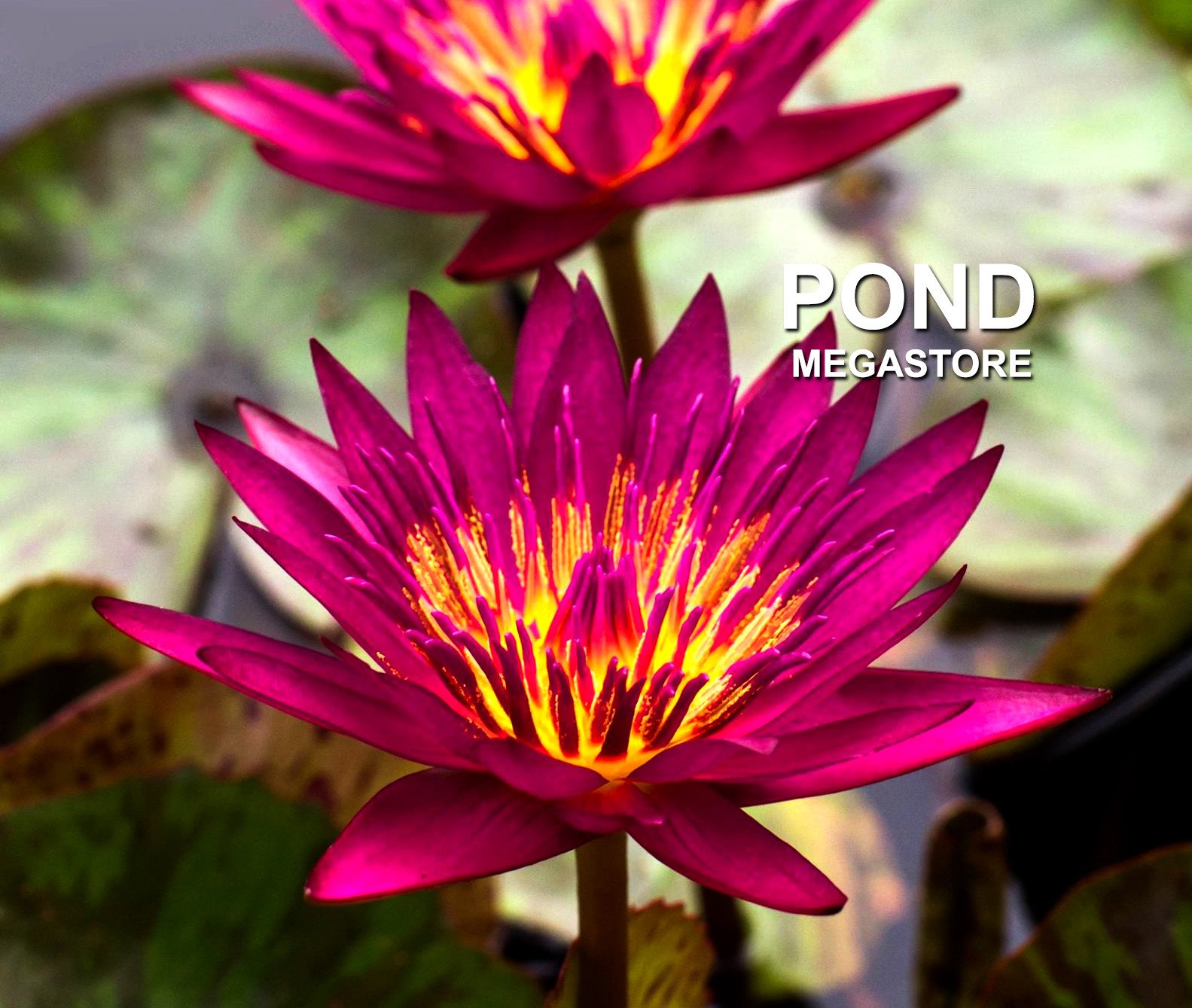 Doris Holt | Dark Red Water Lily | Exclusive NEW - Pond Megastore ...