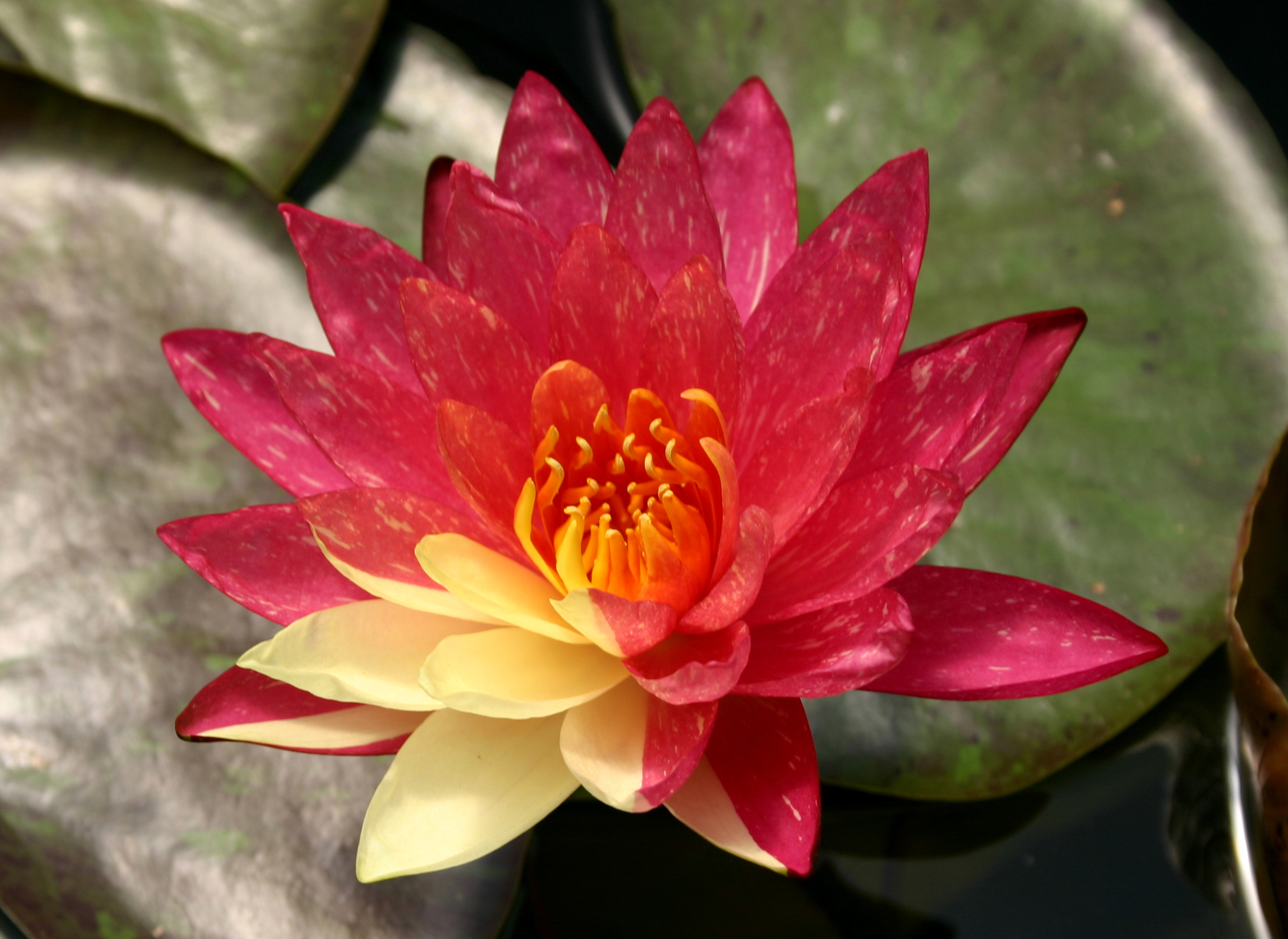 Nymphaea 'Wanvisa' | International Waterlily Collection