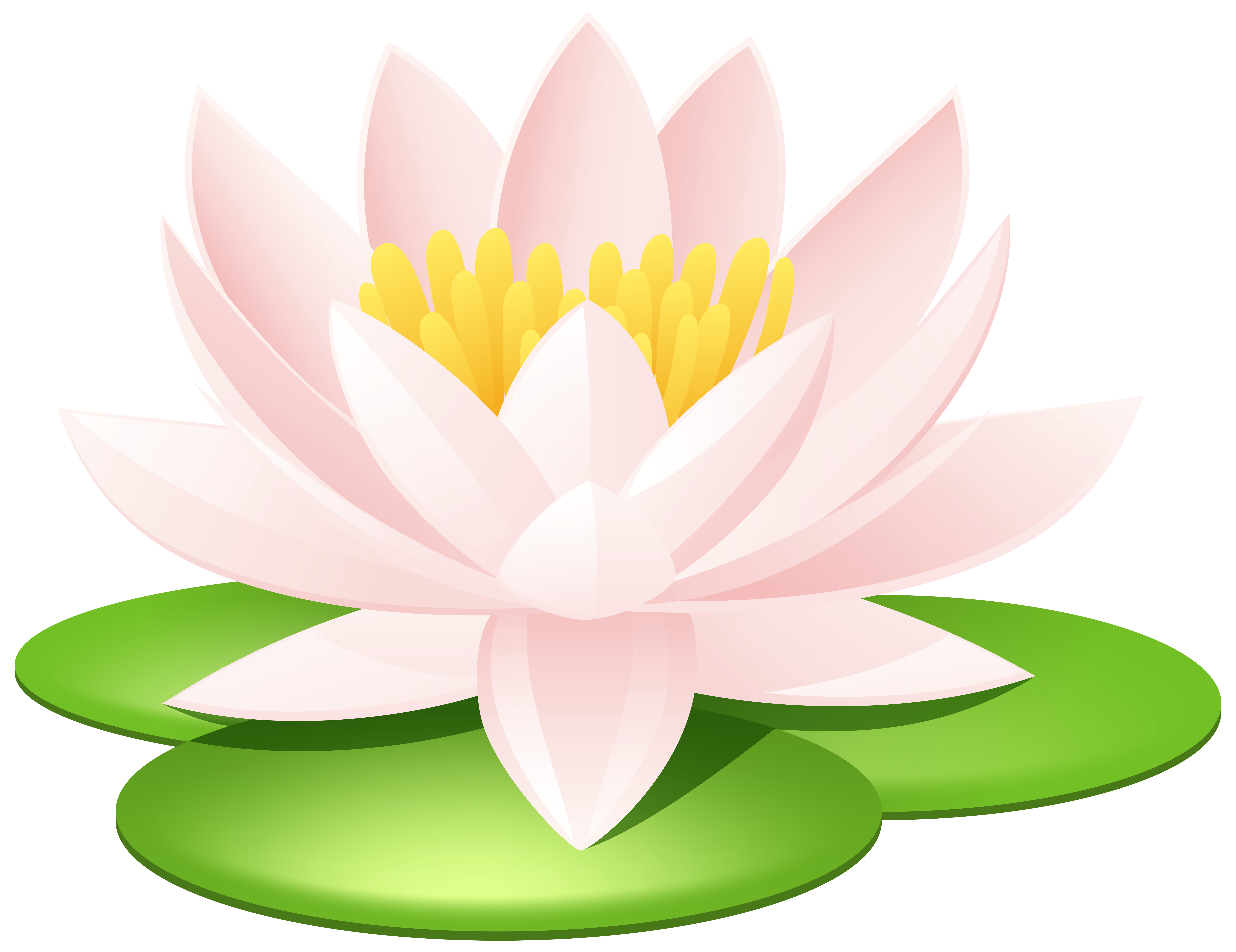 Water Lily Transparent PNG Image | Gallery Yopriceville - High ...