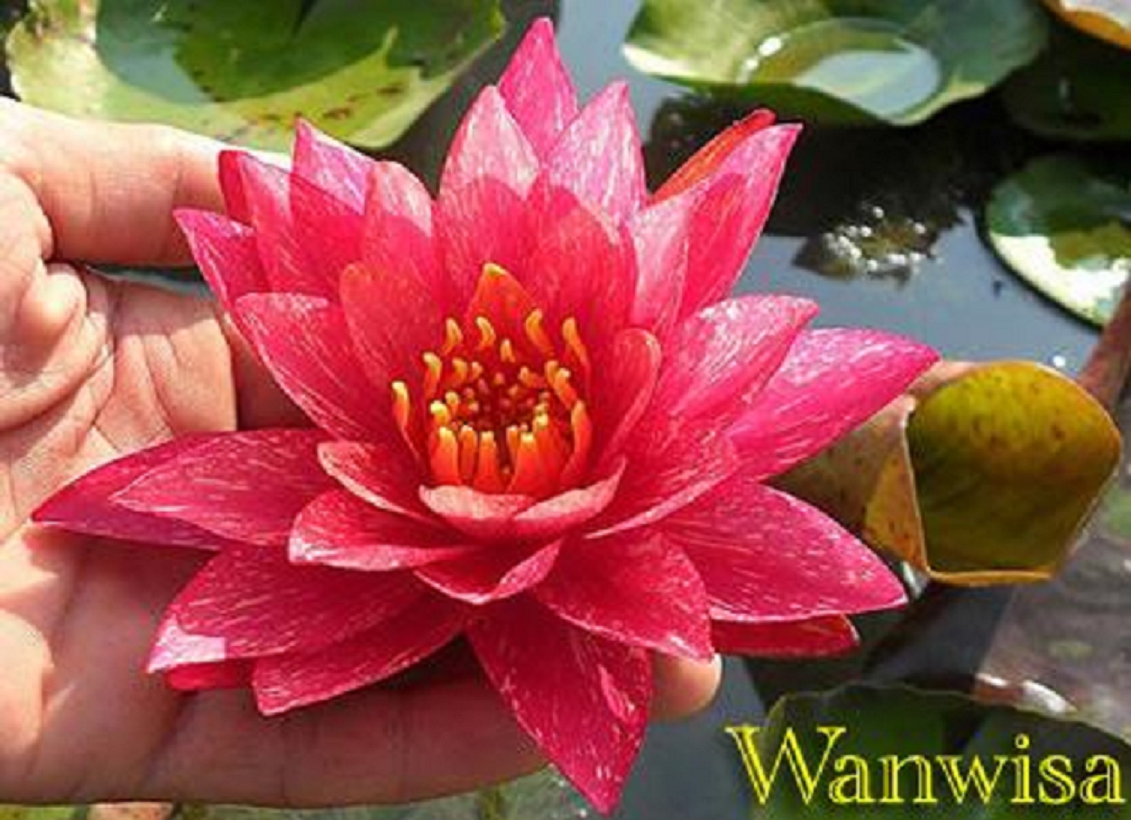 Wanwisa Hardy Water Lily | Water Plants For Ponds, Country Koi Fish Farm