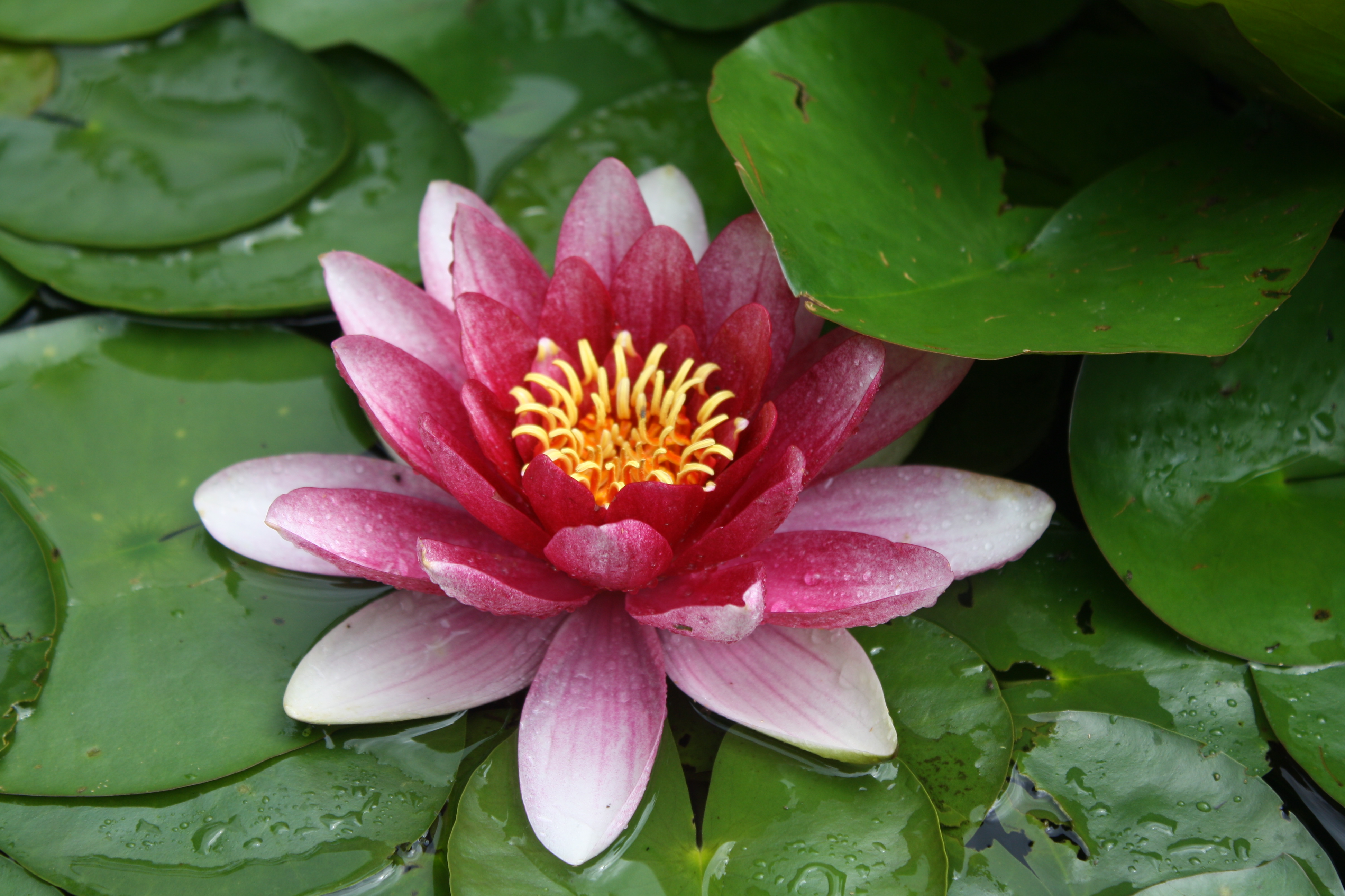 first water lily | Donna's Garden