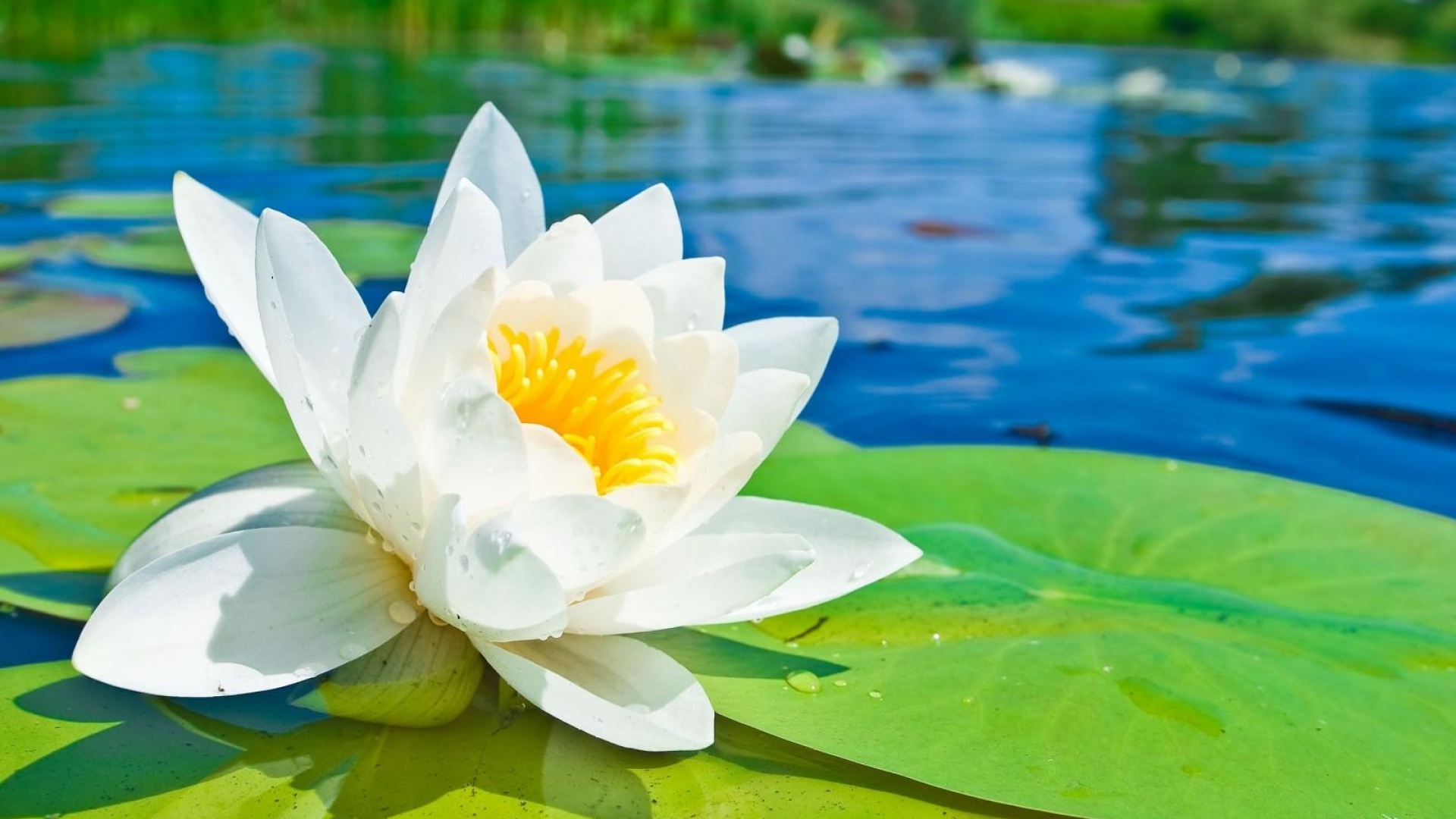 Download Wallpaper 1920x1080 water lily, water, drops, smooth, light ...