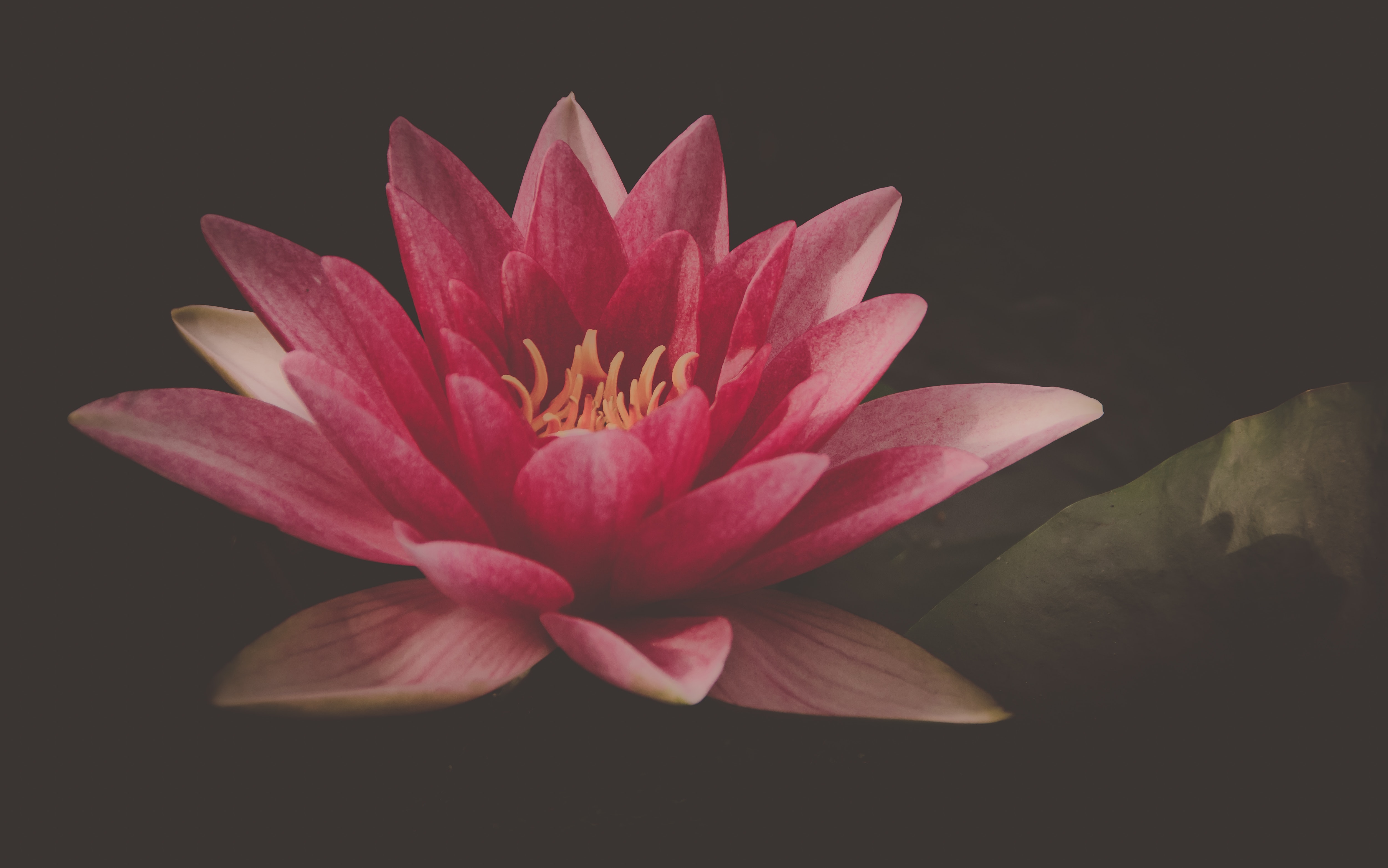 1000+ Great Water Lily Photos · Pexels · Free Stock Photos
