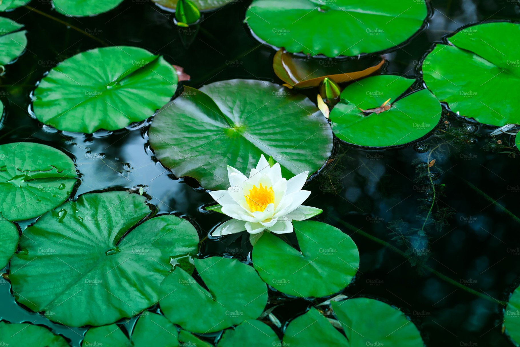 White water lily blooms in a pond. ~ Nature Photos ~ Creative Market