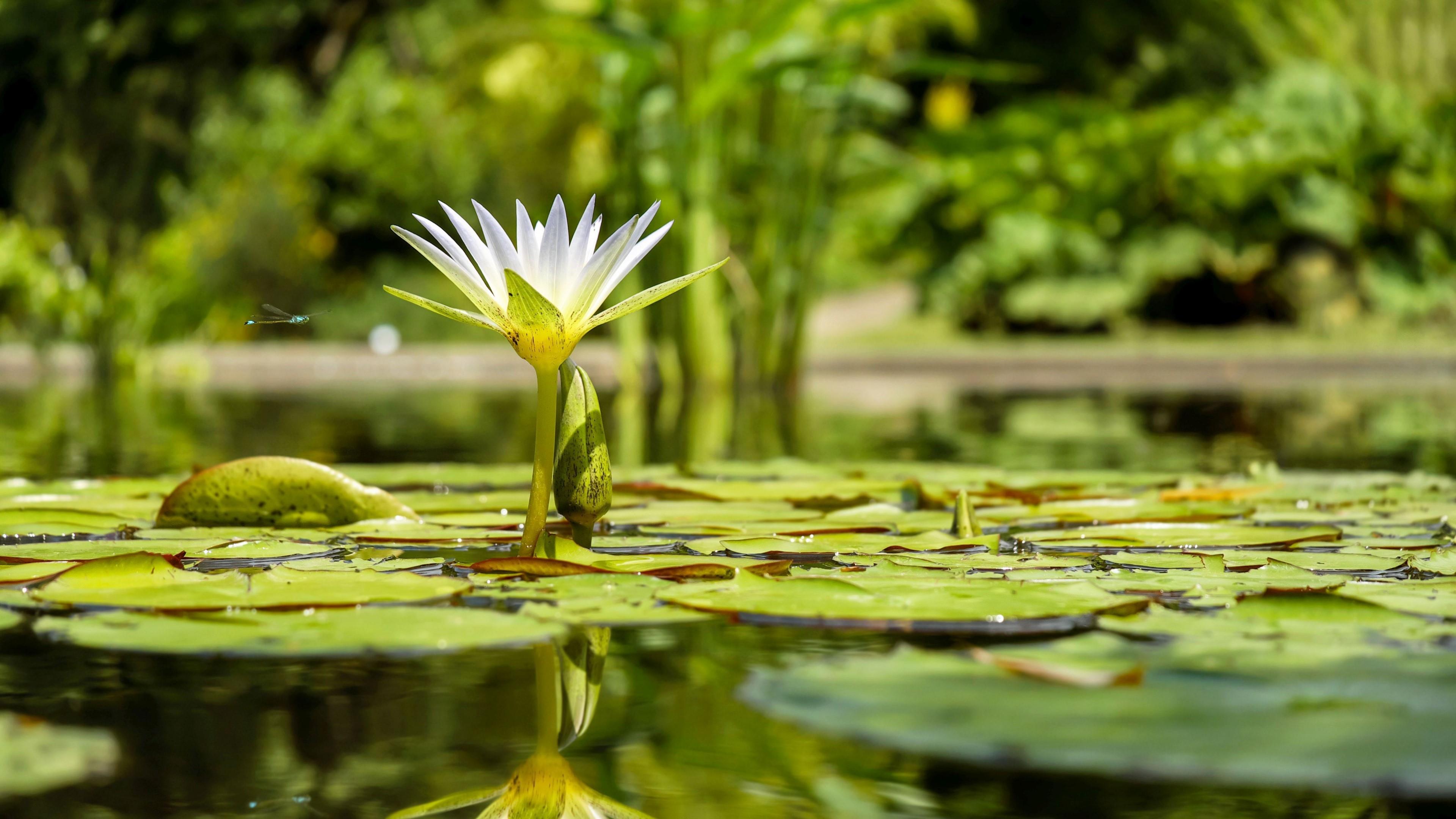Water Lily Blooming In The Pond Wallpaper | Wallpaper Studio 10 ...