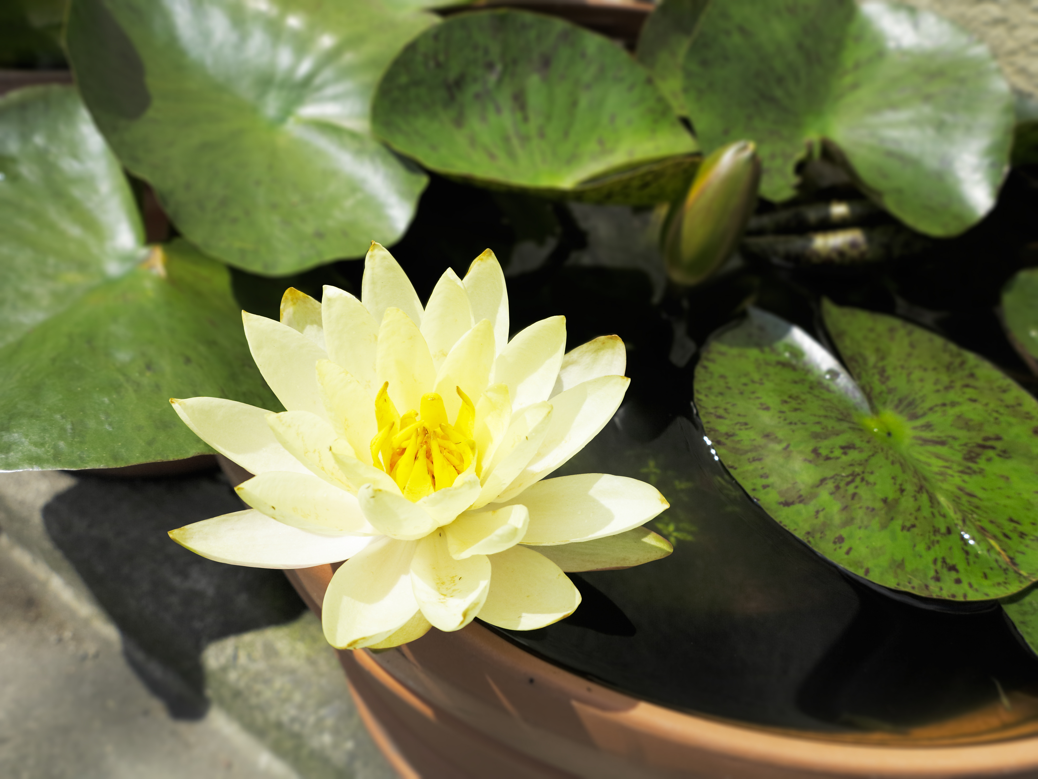FafardMiniature Water Lily Pots for the Patio