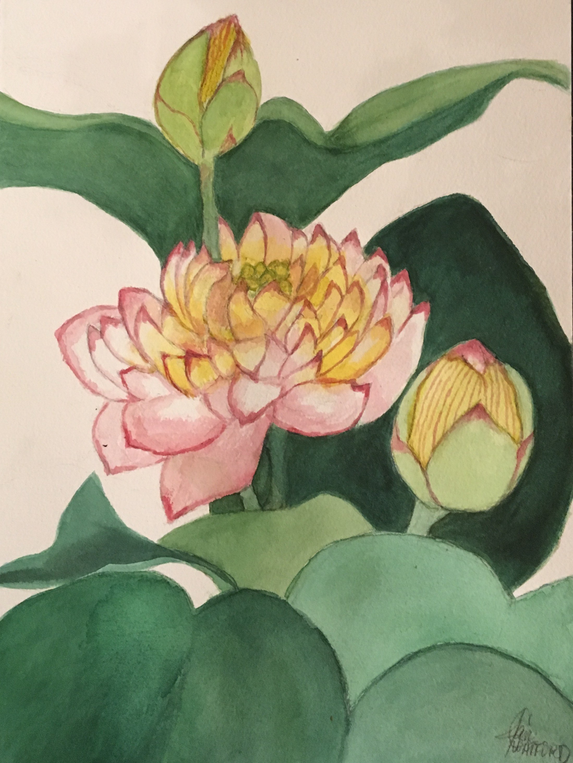 Water Lily Botanical Floral Watercolor Painting Fine Art | Jan C Watford