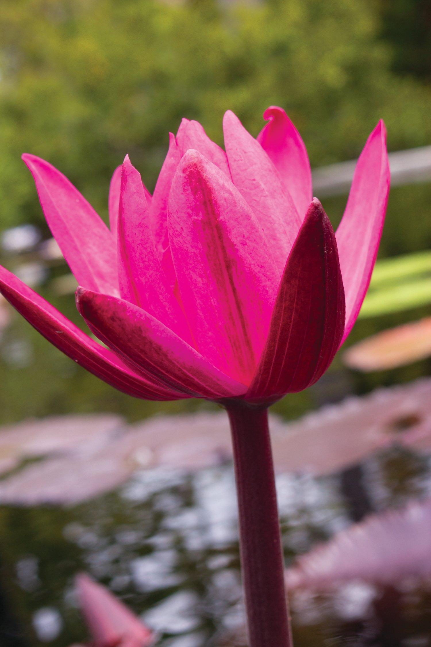 RED CUP WATER LILY} DIVINE PRESENCE. MAGNETISM. ABILITY TO RECEIVE ...
