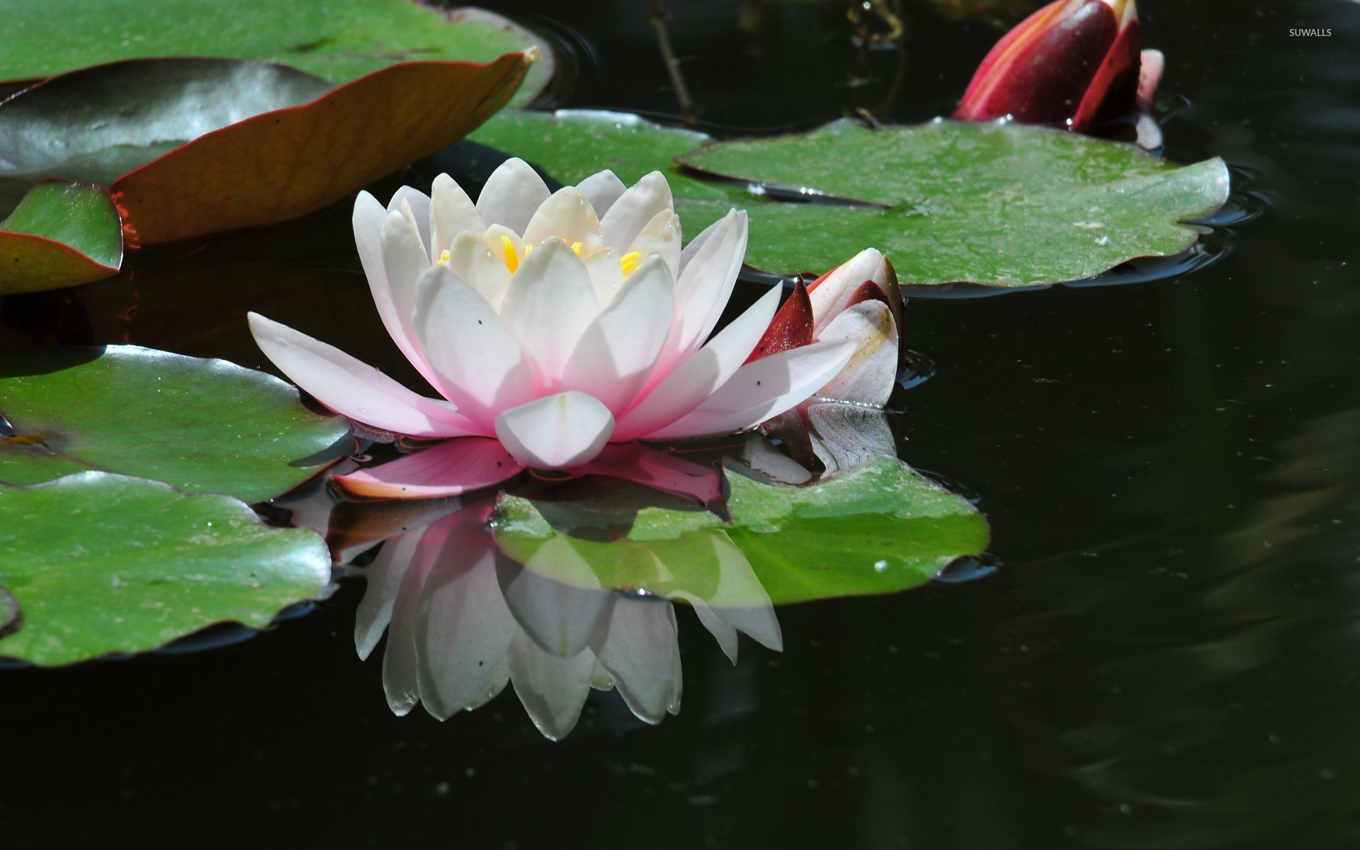 Water lily [6] wallpaper - Flower wallpapers - #8216
