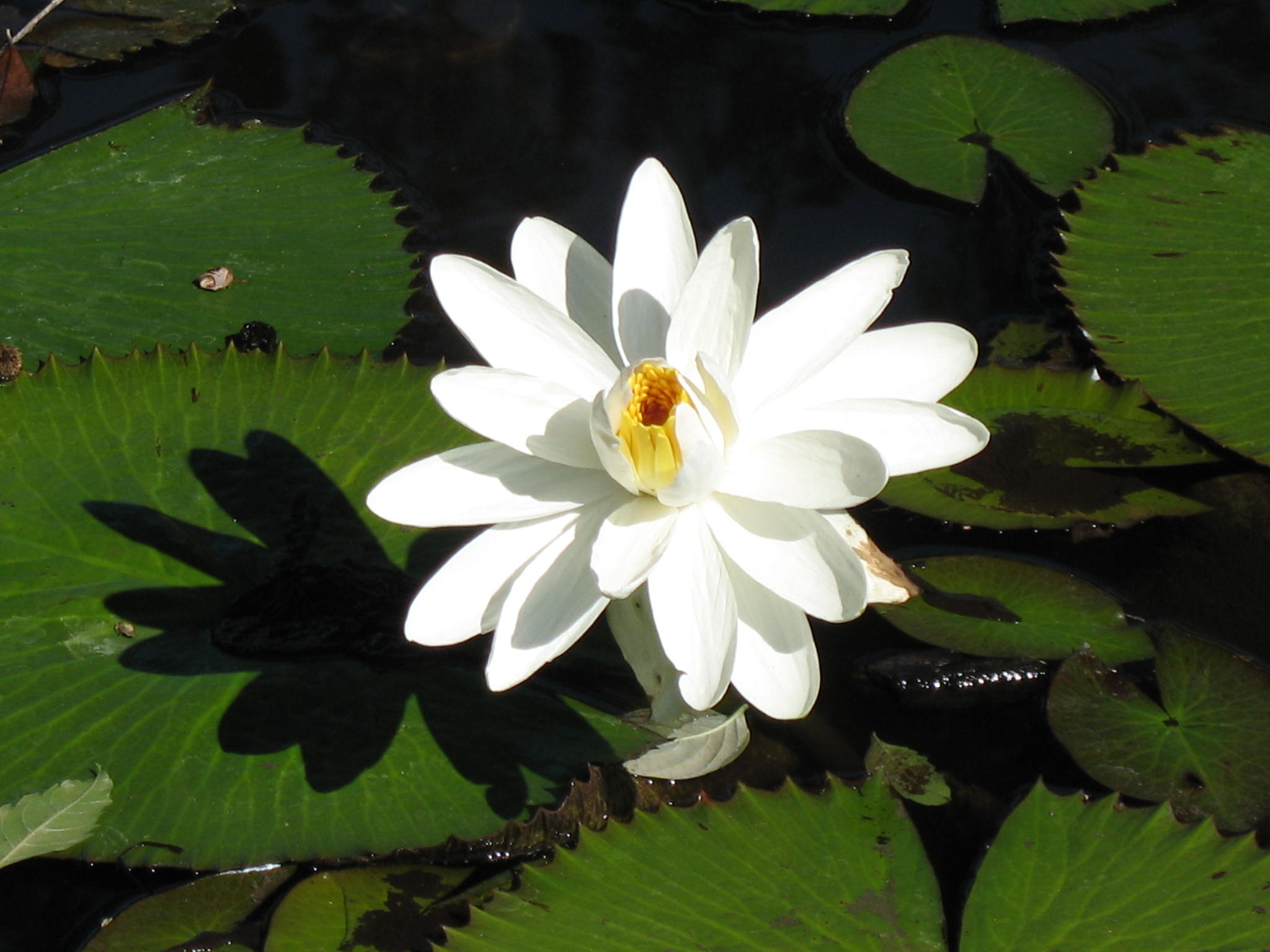 Online Plant Guide - Nymphaea species / Water Lily