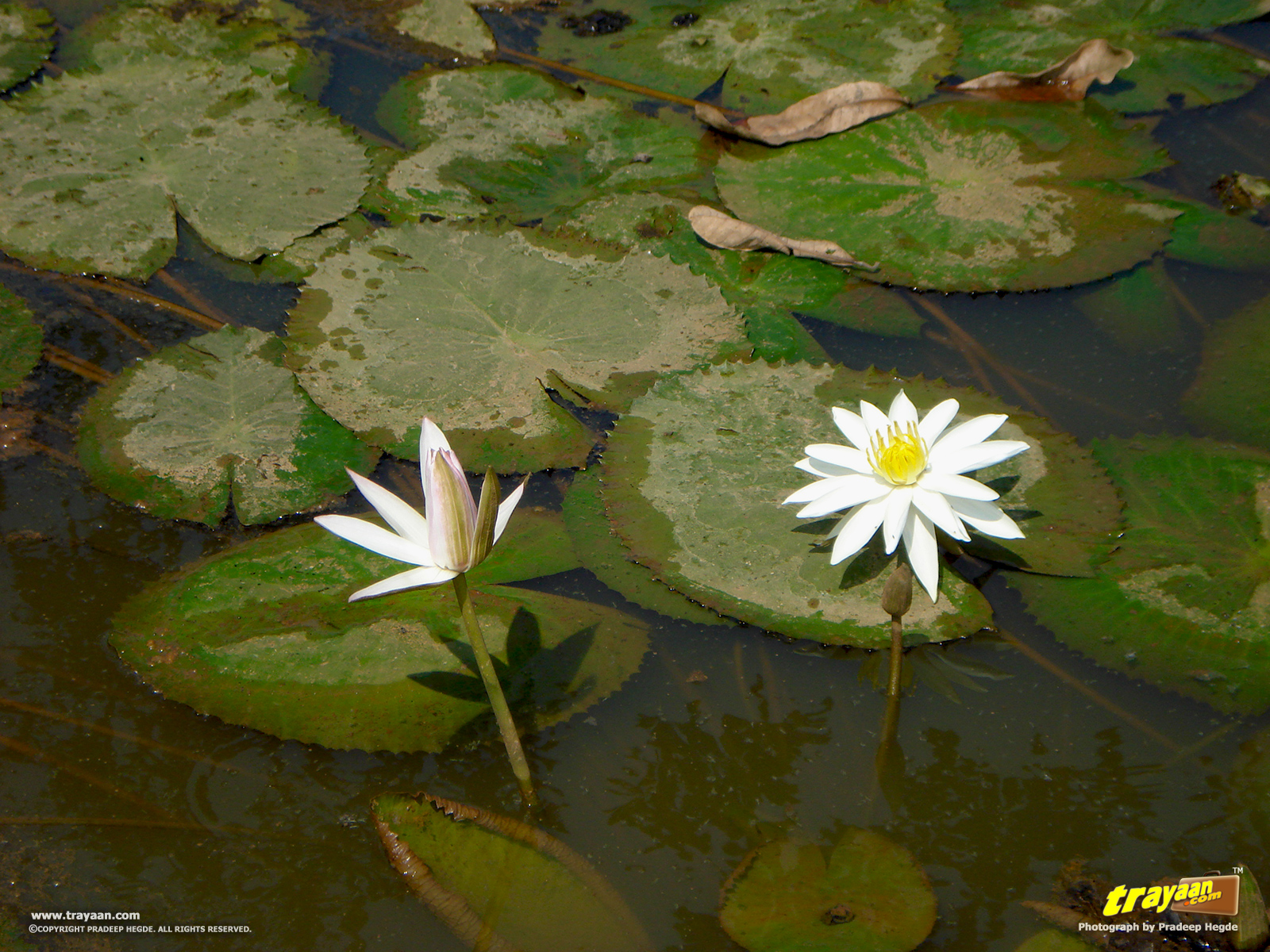 A sunny afternoon by a pond full of lovely water lilies - Trayaan