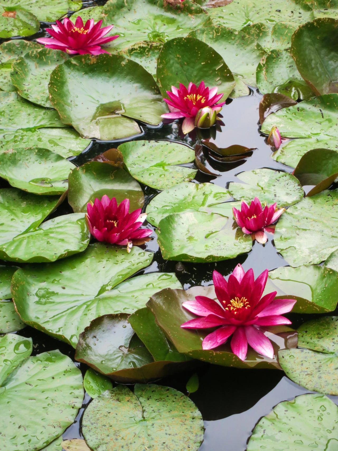 Aflame' Water Lily: Flower of the Day | HGTV