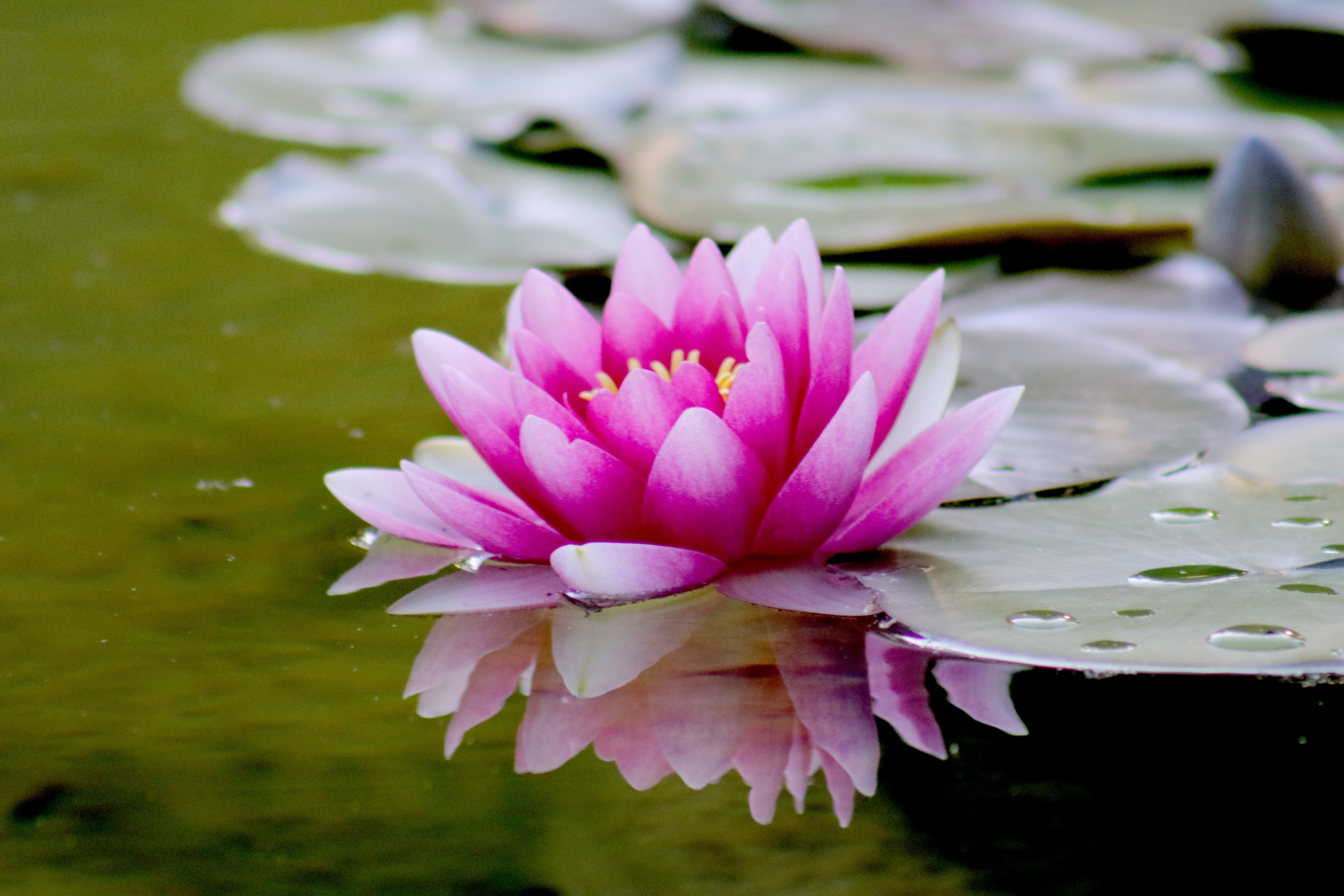 1000+ Great Water Lily Photos · Pexels · Free Stock Photos